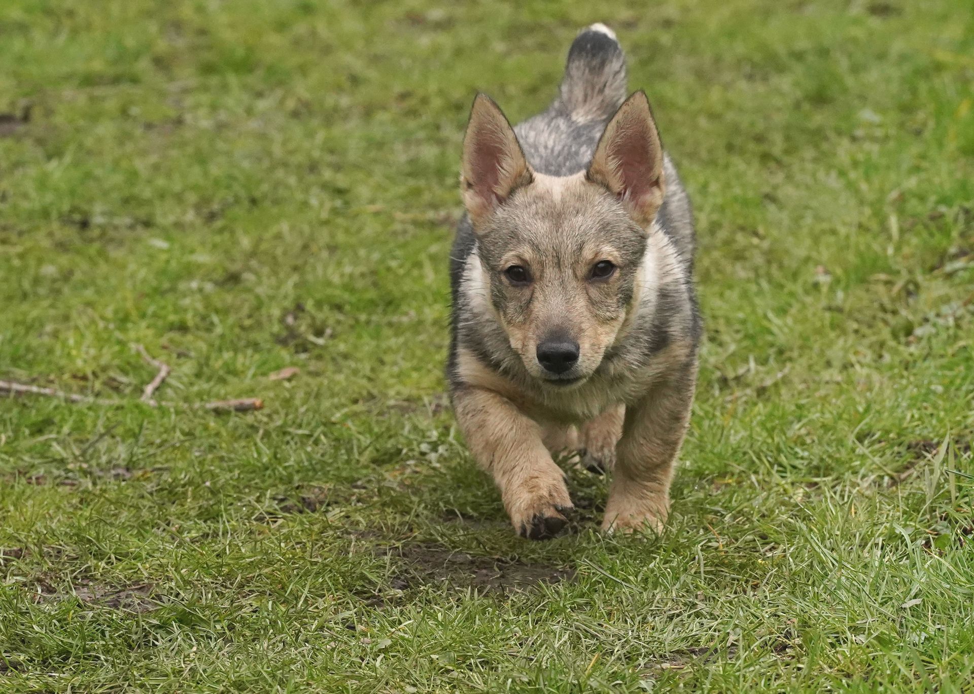 Västgötaspets, Zweedse herder, Swedish Vallhund