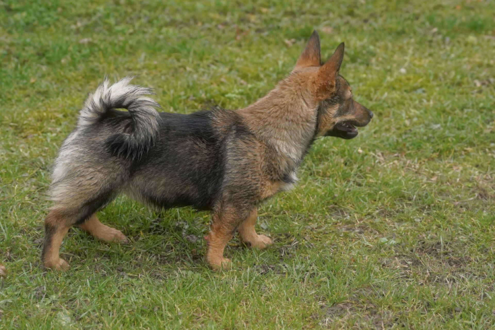 Västgötaspets, Zweedse herder, Swedish Vallhund