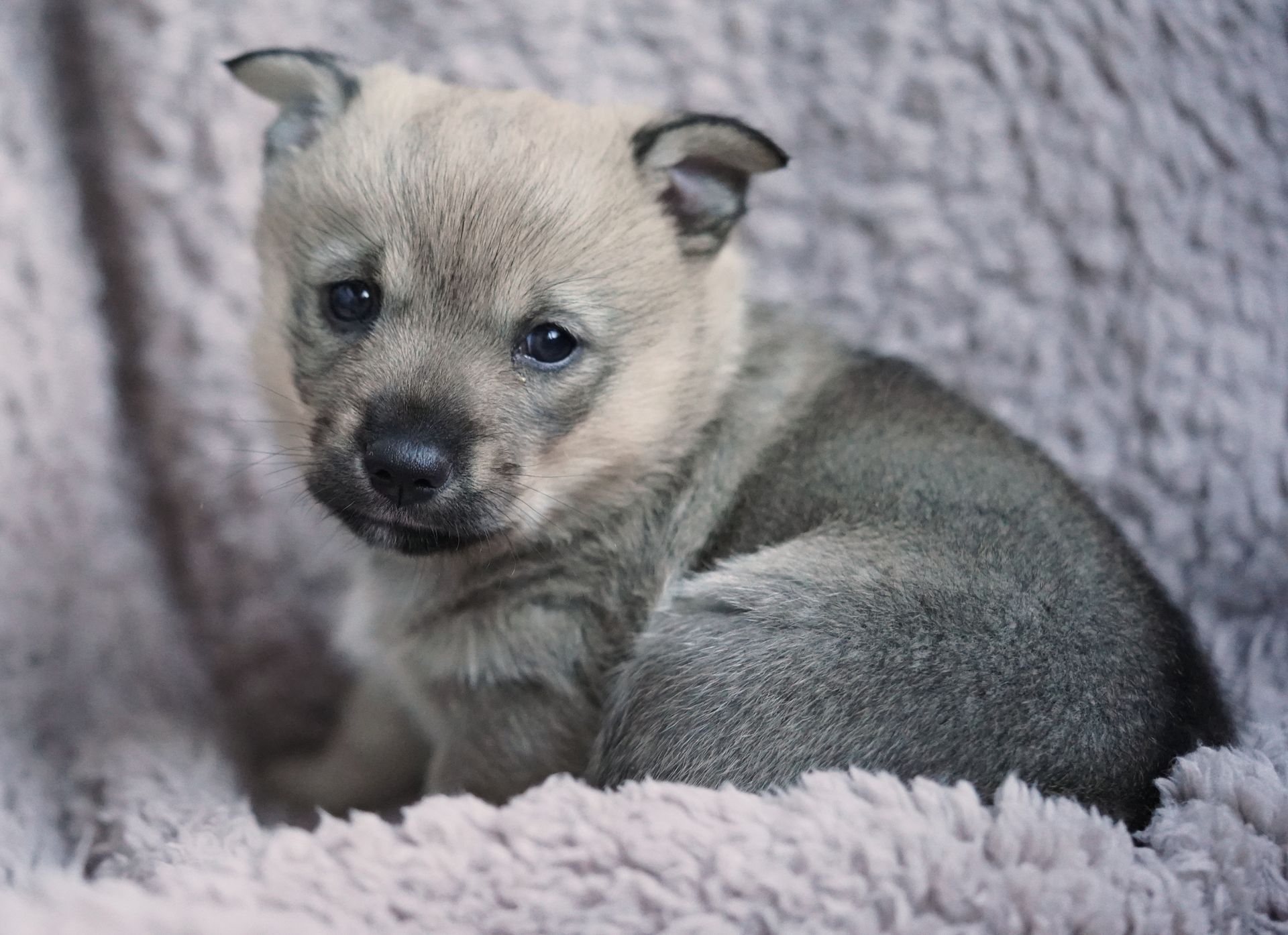 Västgötaspets, Swedish Vallhund, Zweedse herder, Curragh's kennel