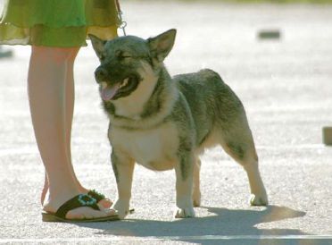 Curragh's Dutch Star Sirius Västgötaspets, Zweedse herder, Swedish Vallhund