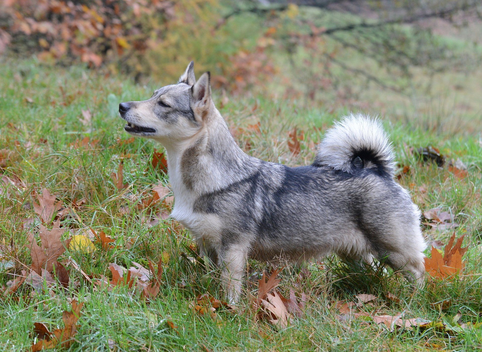 Curragh's Fado Gado Västgötaspets, Zweedse herder, Swedish Vallhund