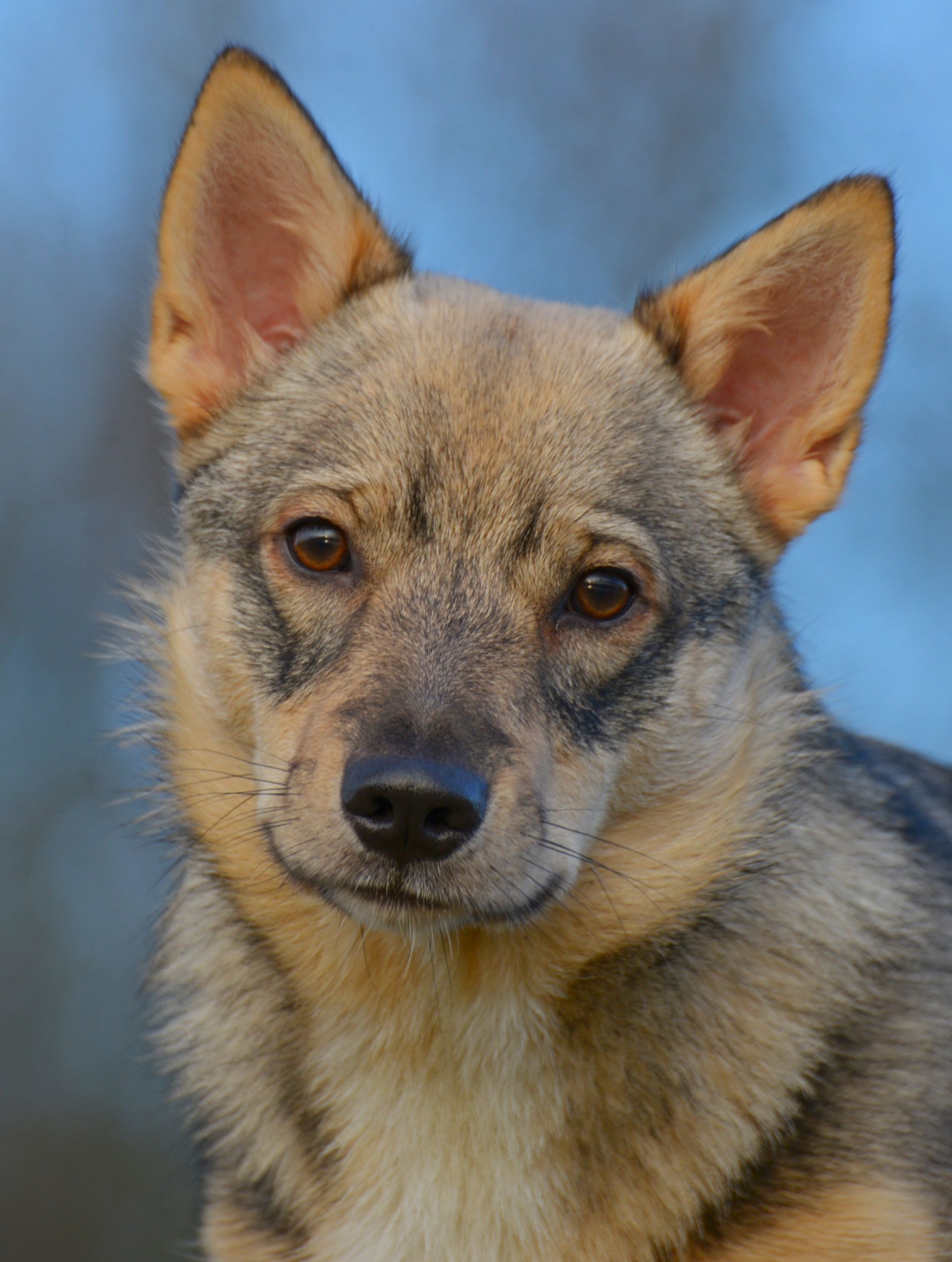 Curragh's Givion Gnomus 8 maanden Västgötaspets, Zweedse herder, Swedish Vallhund