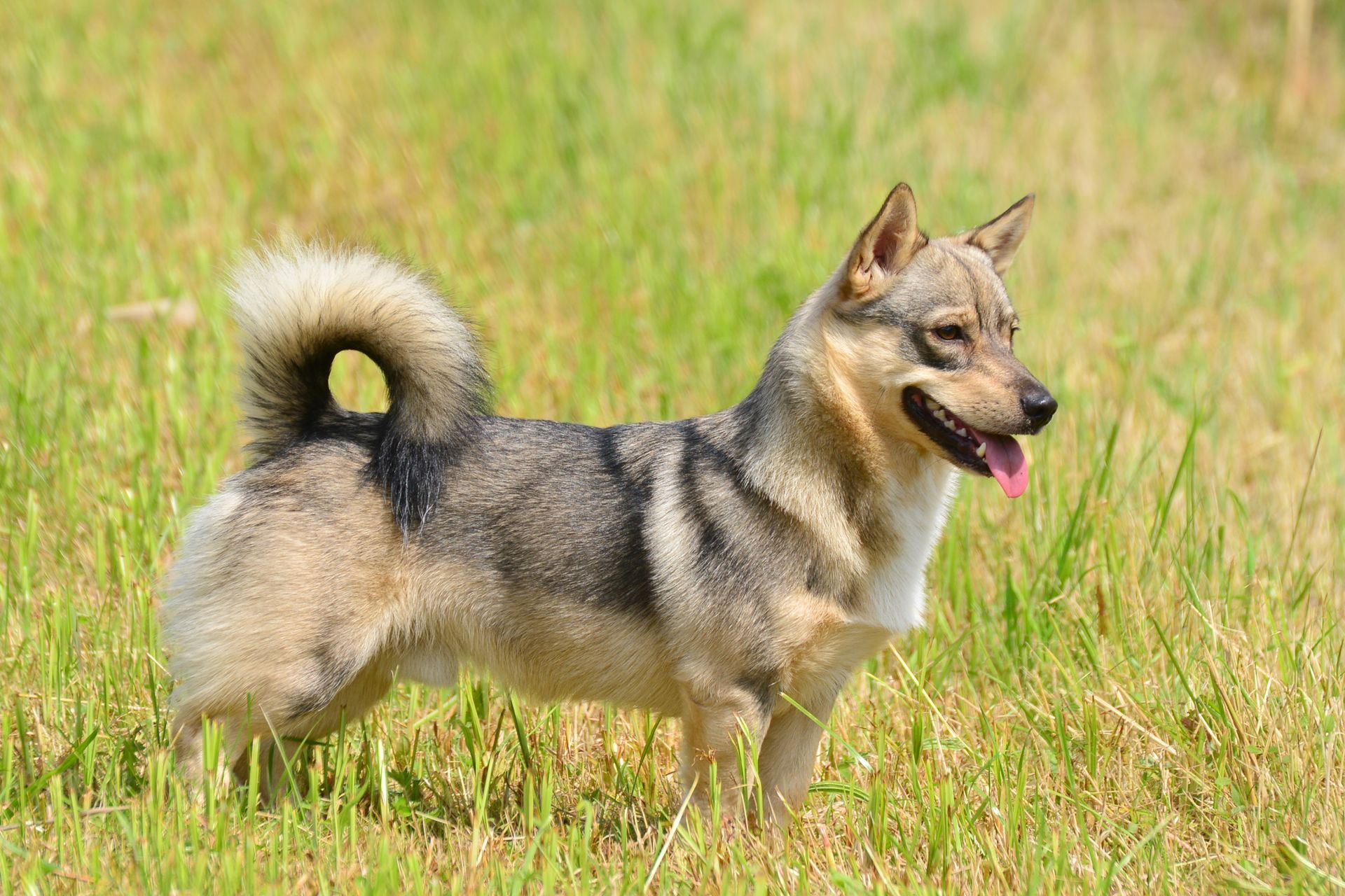 Curragh's Givion Gnomus 15 maanden Västgötaspets. Zweedse herder, Swedish Vallhund