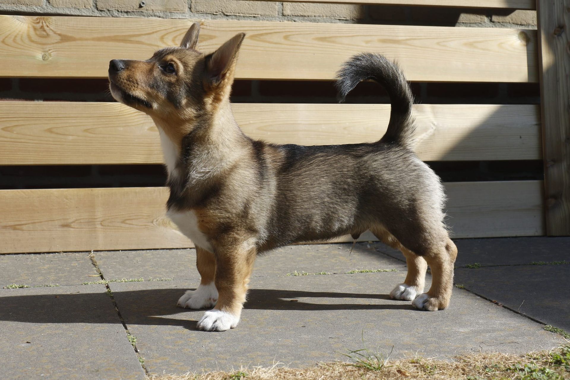 Västgötaspets, Swedish Vallhund, Curragh's kennel