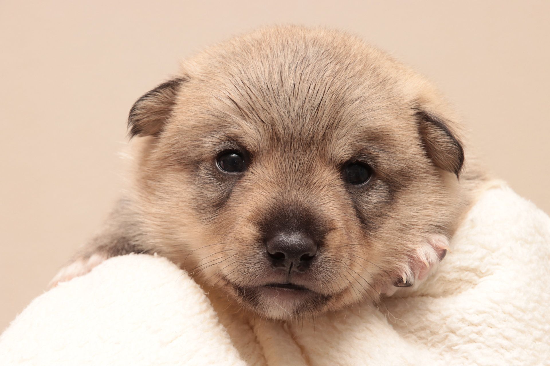 Västgötaspets, Zweedse herder, Swedish Vallhund
