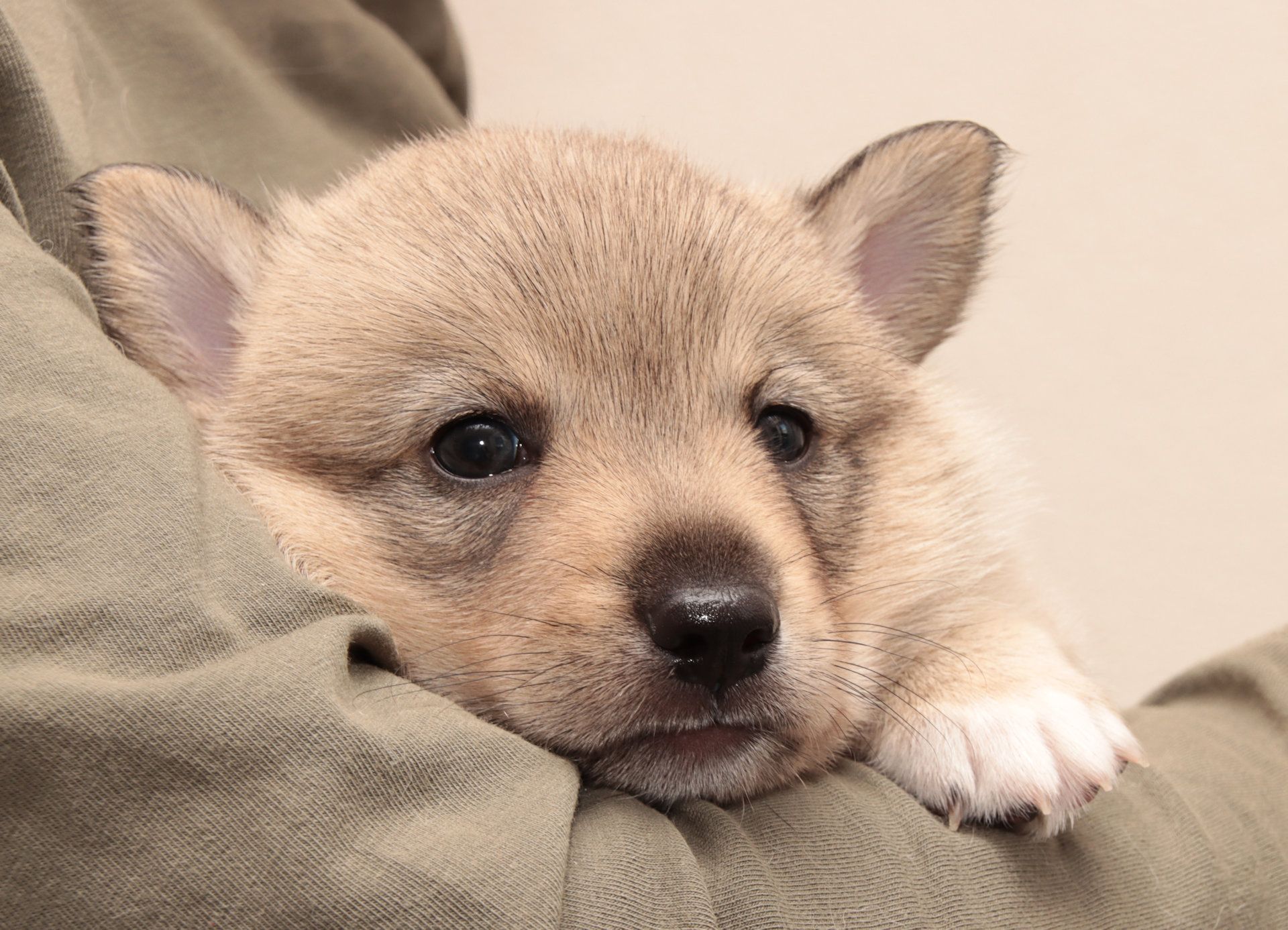 Västgötaspets, Zweedse herder, Swedish Vallhund