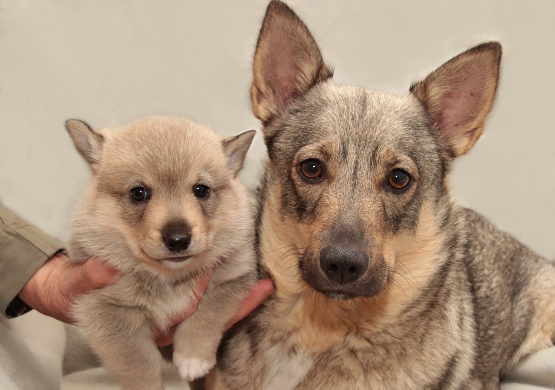 Västgötaspets, Zweedse herder, Swedish Vallhund