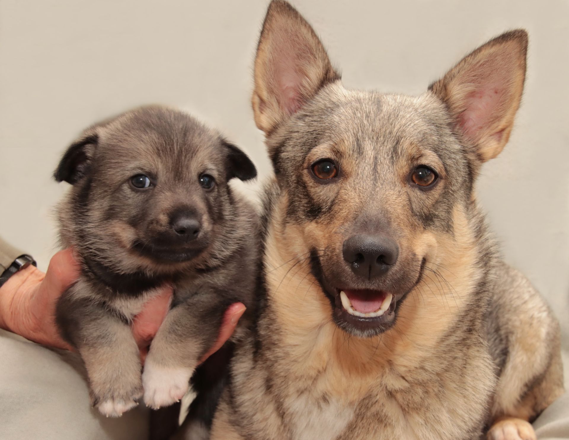 Västgötaspets, Zweedse herder, Swedish Vallhund