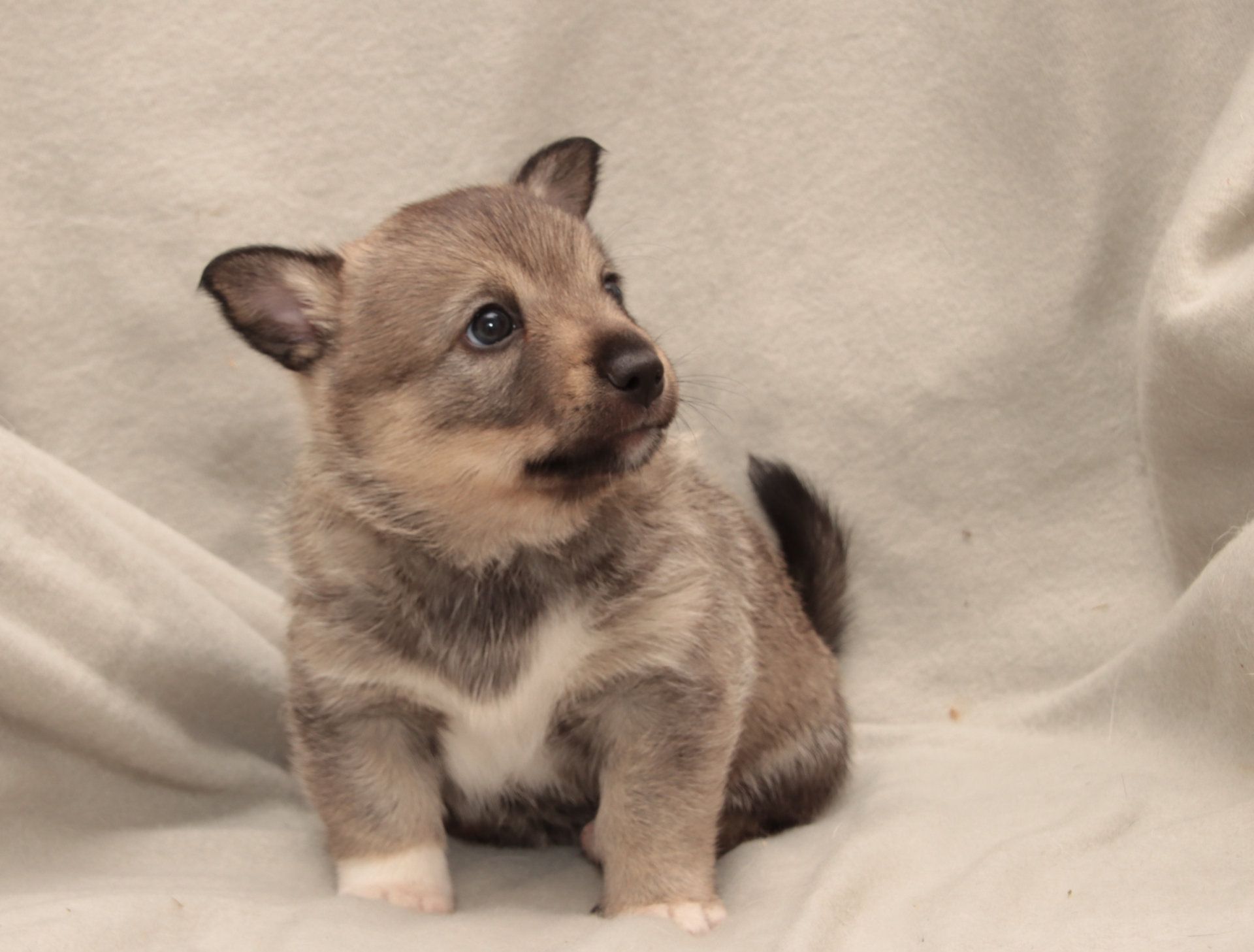 Västgötaspets, Zweedse herder, Swedish Vallhund