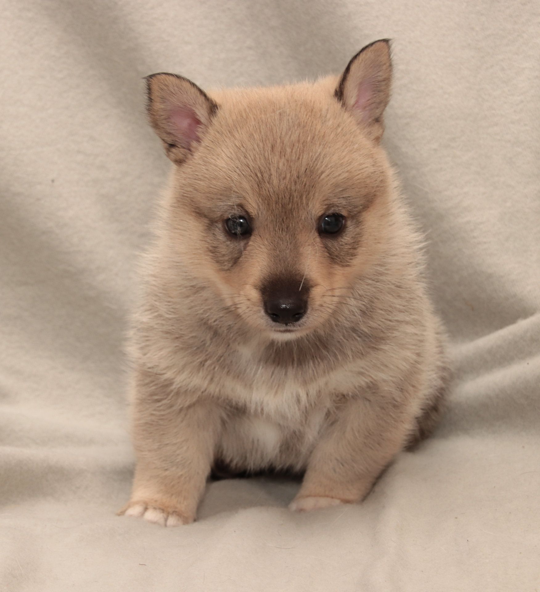 Västgötaspets, Zweedse herder, Swedish Vallhund