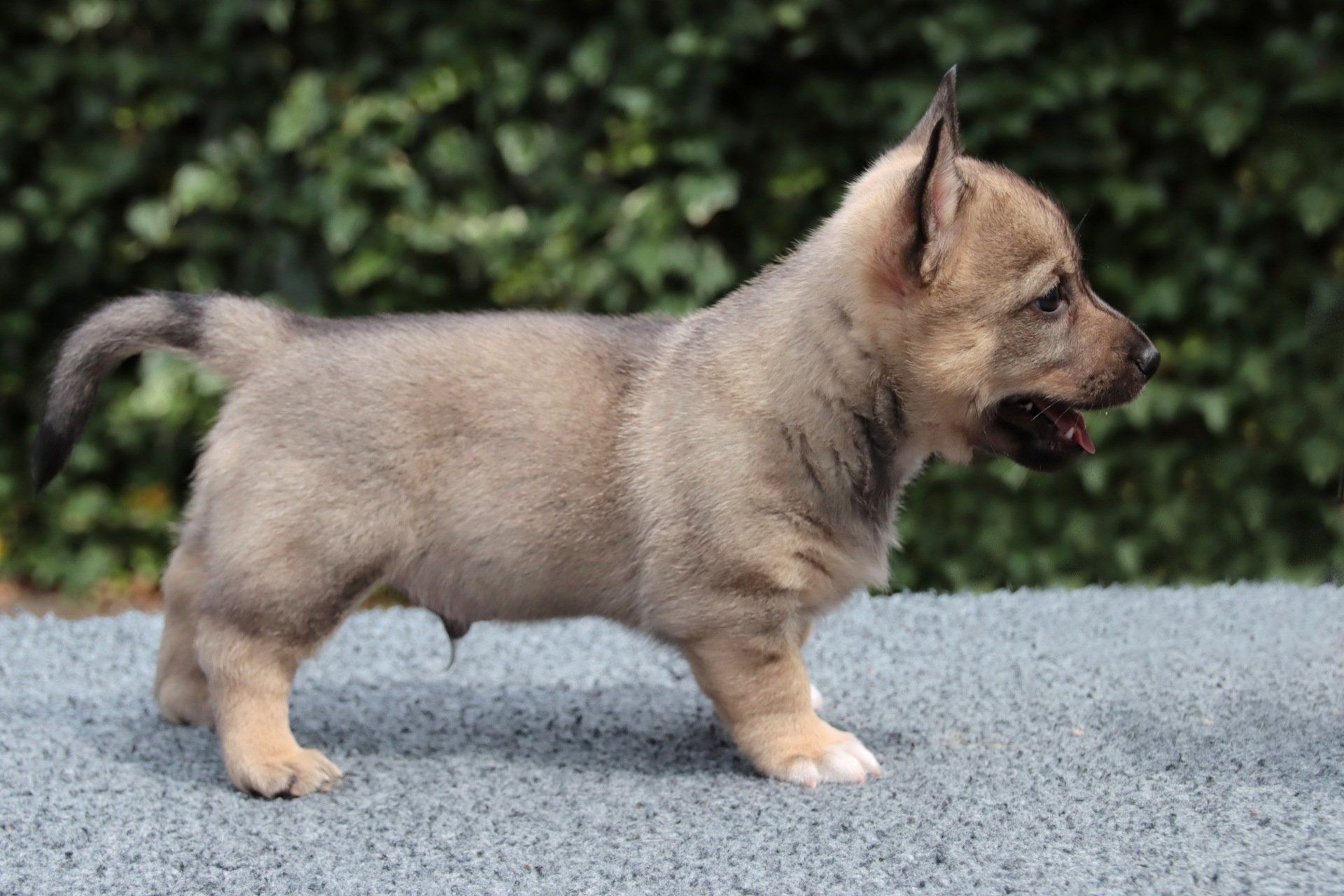Västgötaspets, Zweedse herder, Swedish Vallhund