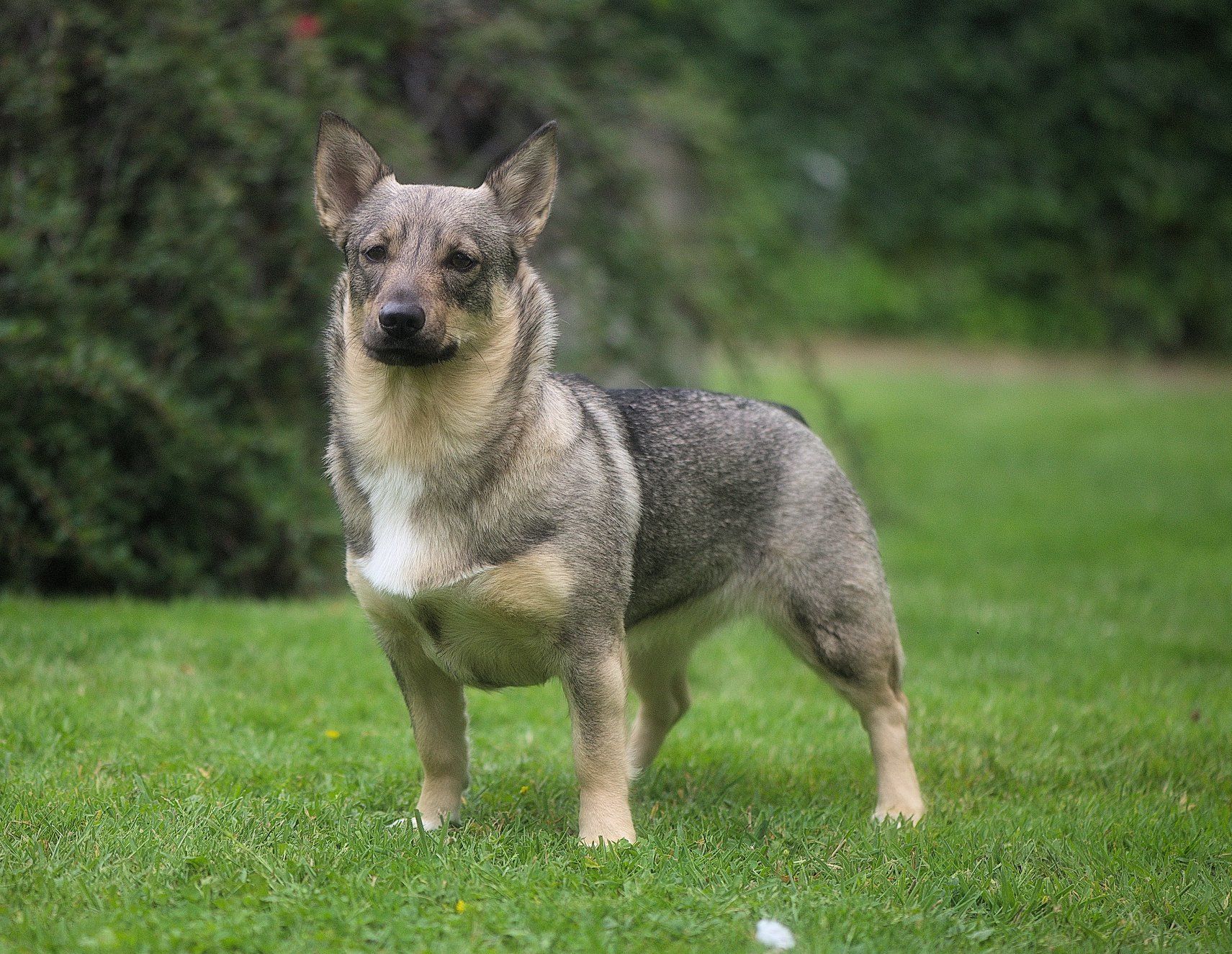 Västgötaspets, Zweedse herder, Swedish Vallhund