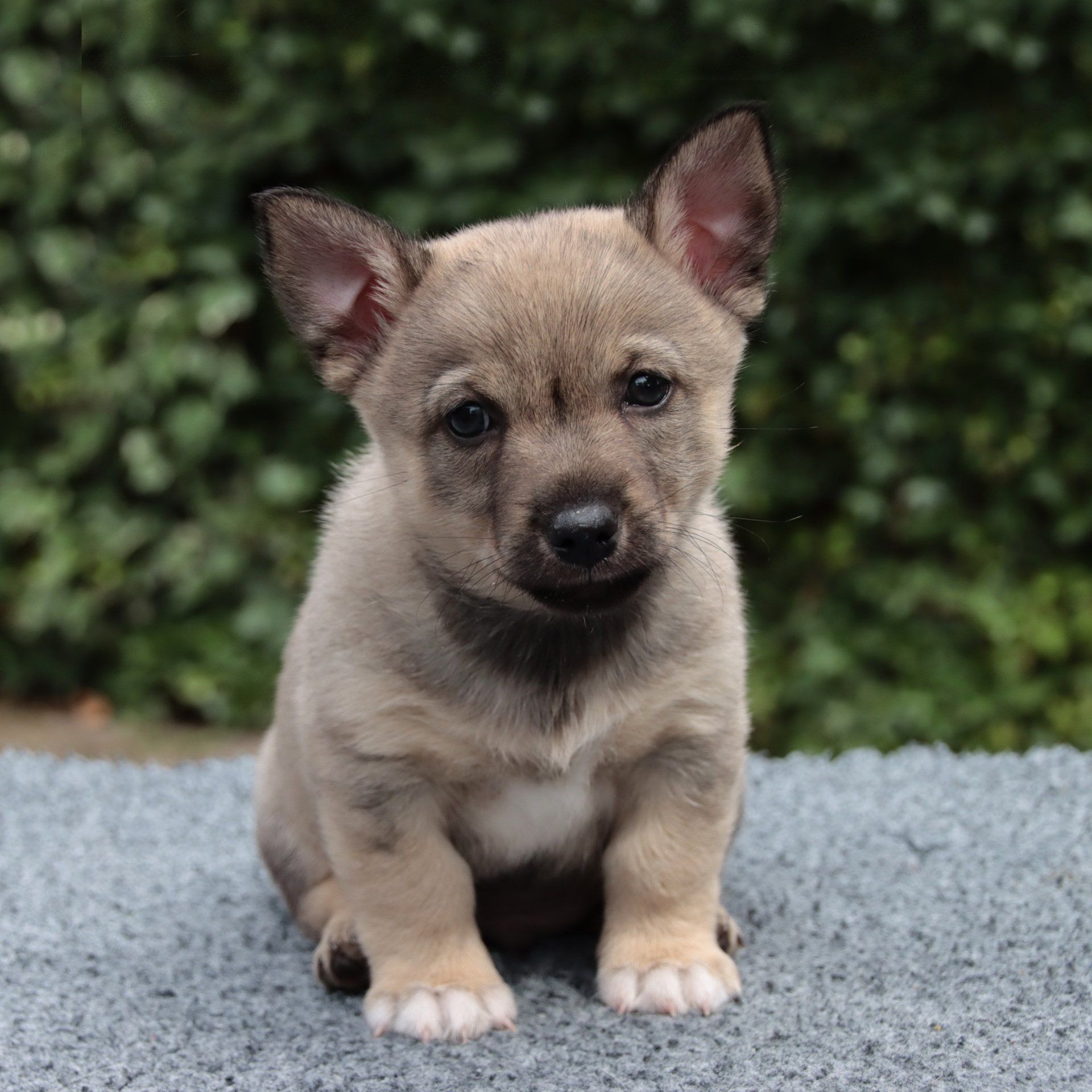 Västgötaspets, Zweedse herder, Swedish Vallhund