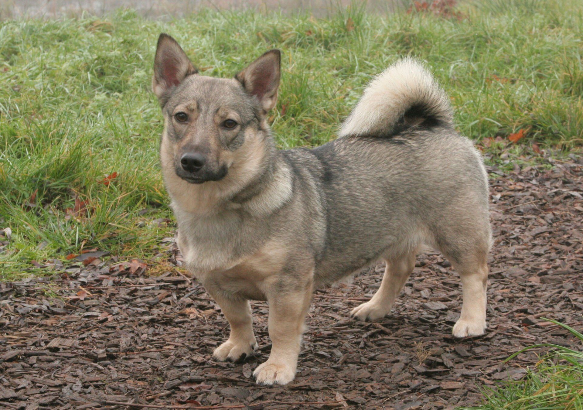 Curragh's Esir Folkvang Västgötaspets, Zweedse herder, Swedish Vallhund