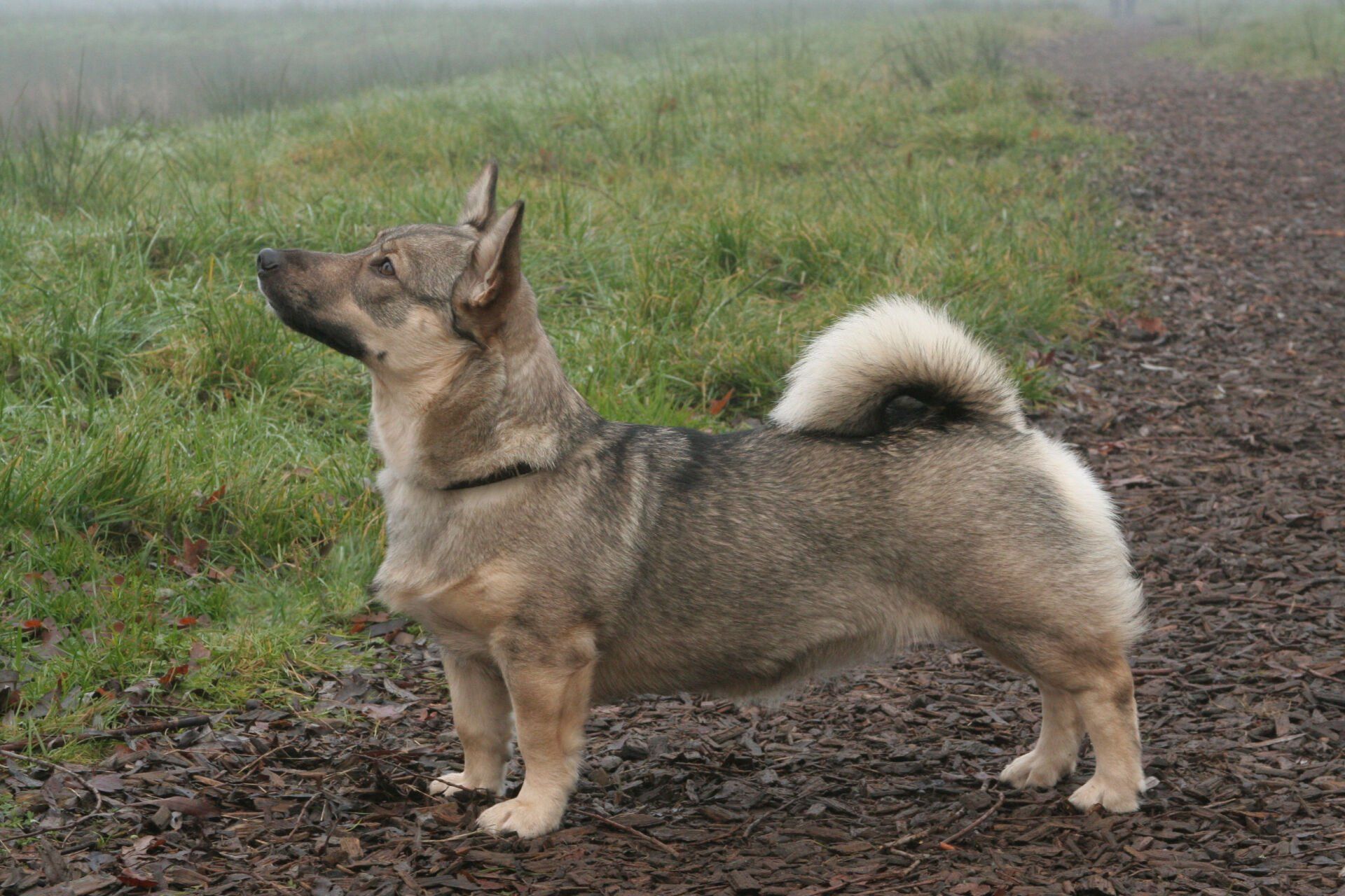 Ronja 11 maanden oud Västgötaspets, Zweedse herder, Swedish Vallhund