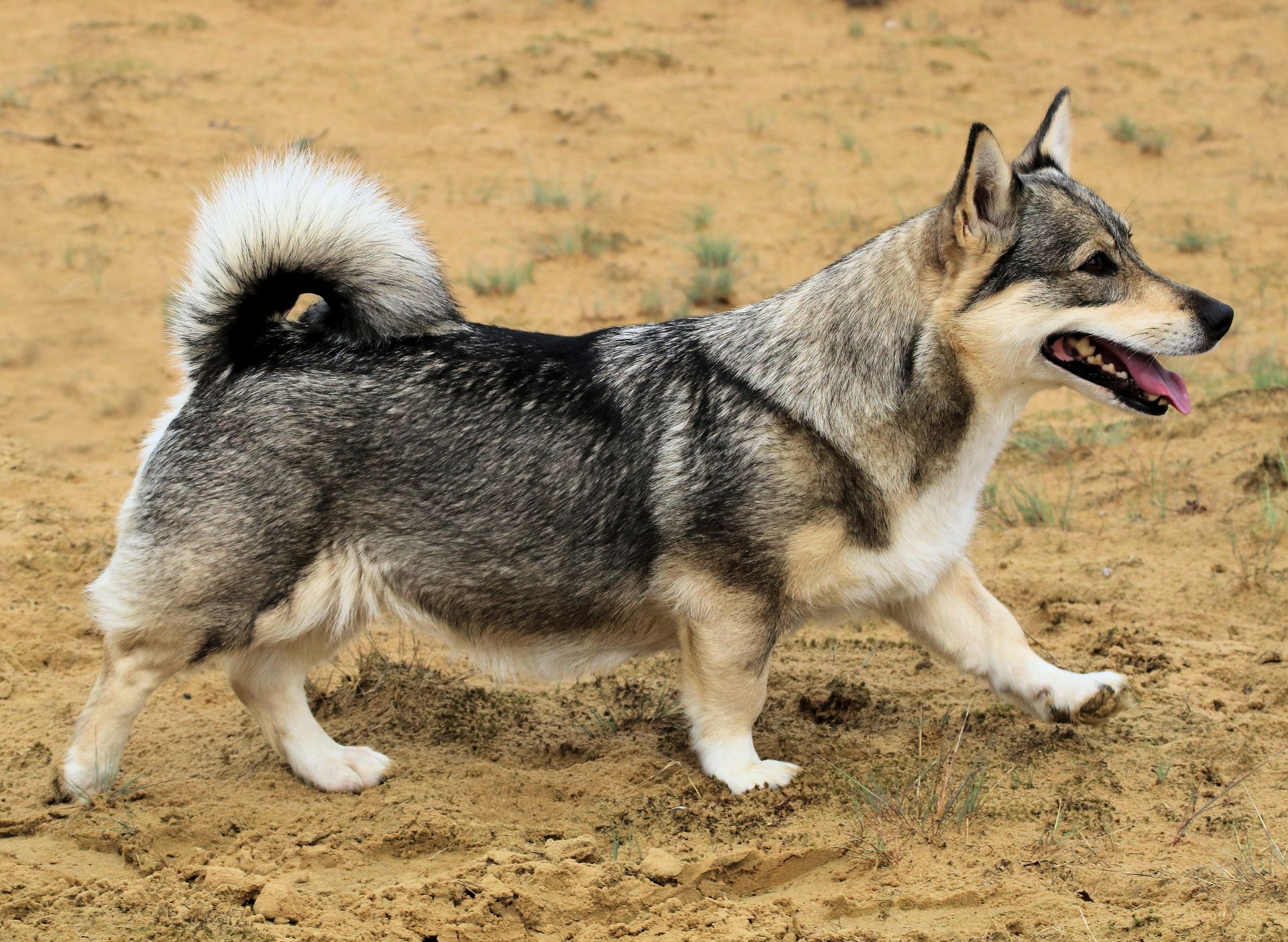 Västgötaspets, Zweedse valhond, Swedish Vallhund, Curragh's kennel