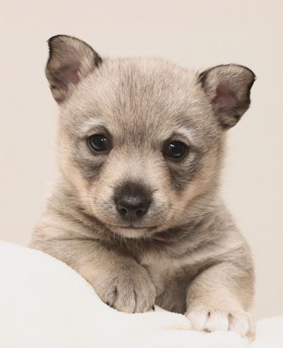 Västgötaspets, Swedish Vallhund, Zweedse herder, Curragh's kennel