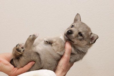 Västgötaspets, Zweedse herder, Swedish Vallhund