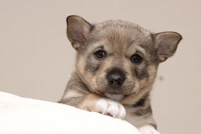 Västgötaspets, Zweedse herder, Swedish Vallhund
