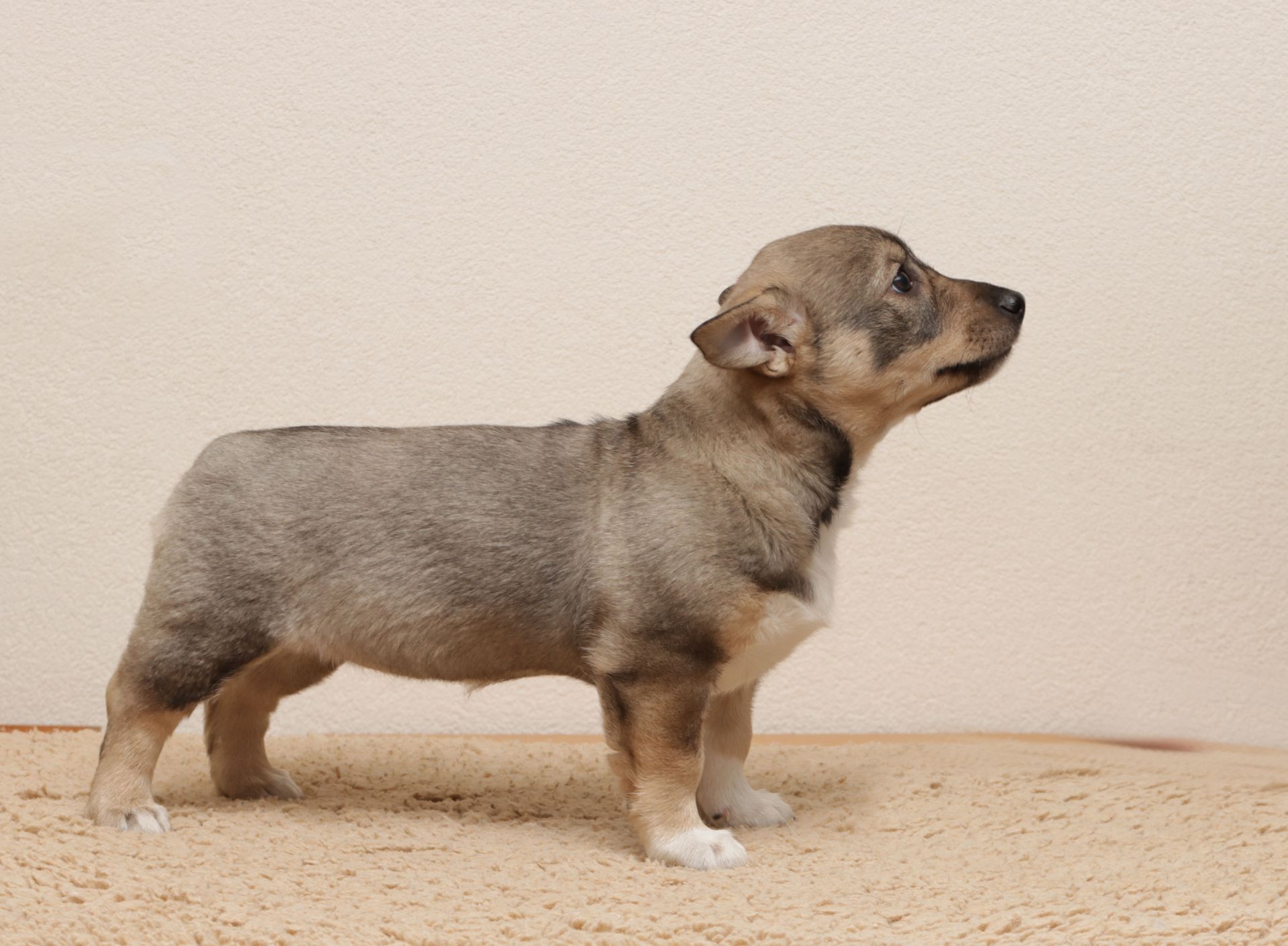 Västgötaspets, Zweedse herder, Swedish Vallhund