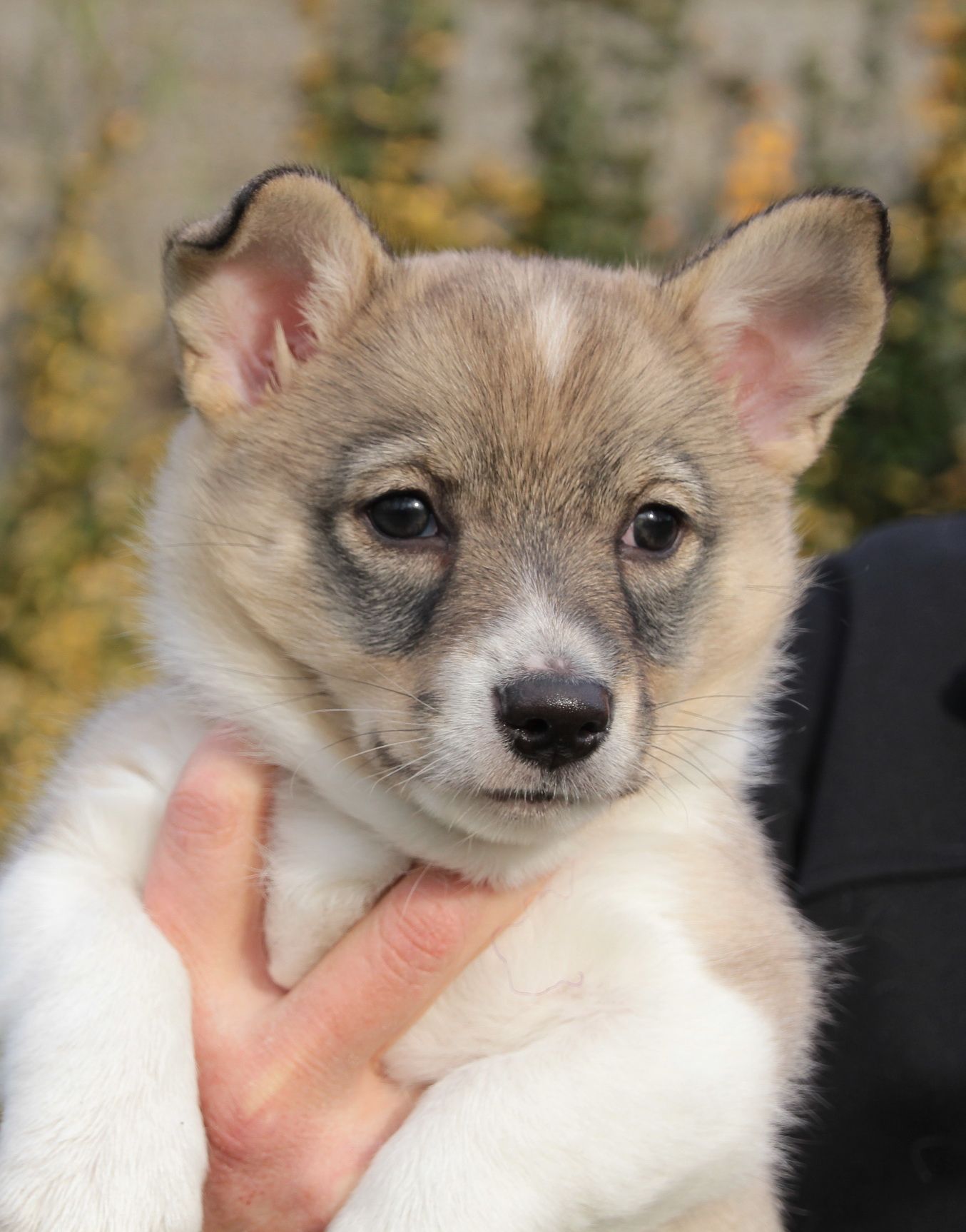 Västgötaspets, Zweedse herder, Swedish Vallhund
