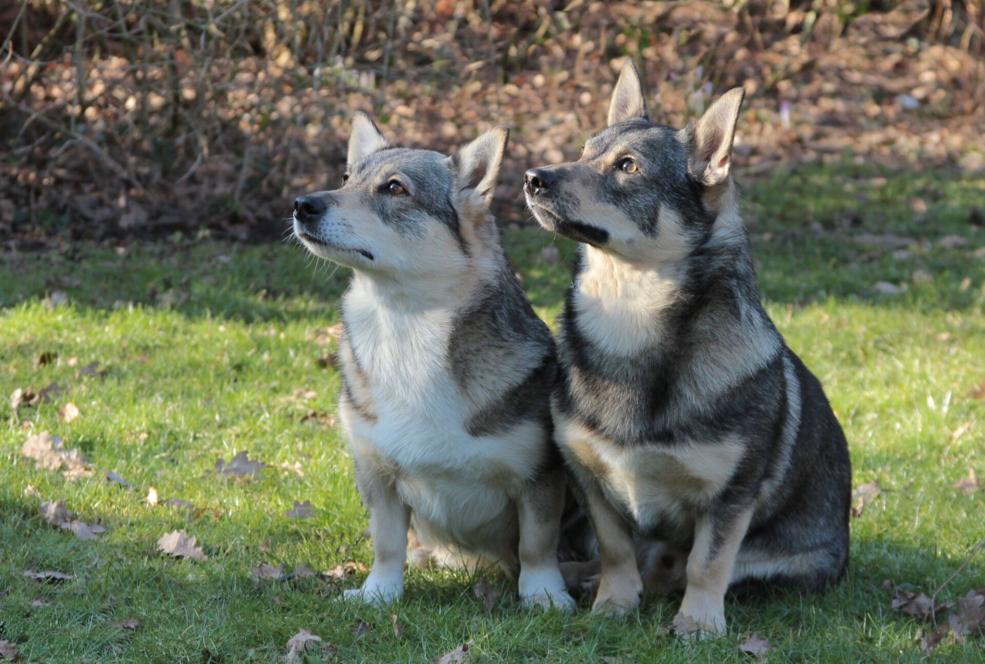 Nissa en Kjeld, ouders van dit nest Västgötaspets, Zweedse Valhond of Zweedse herder