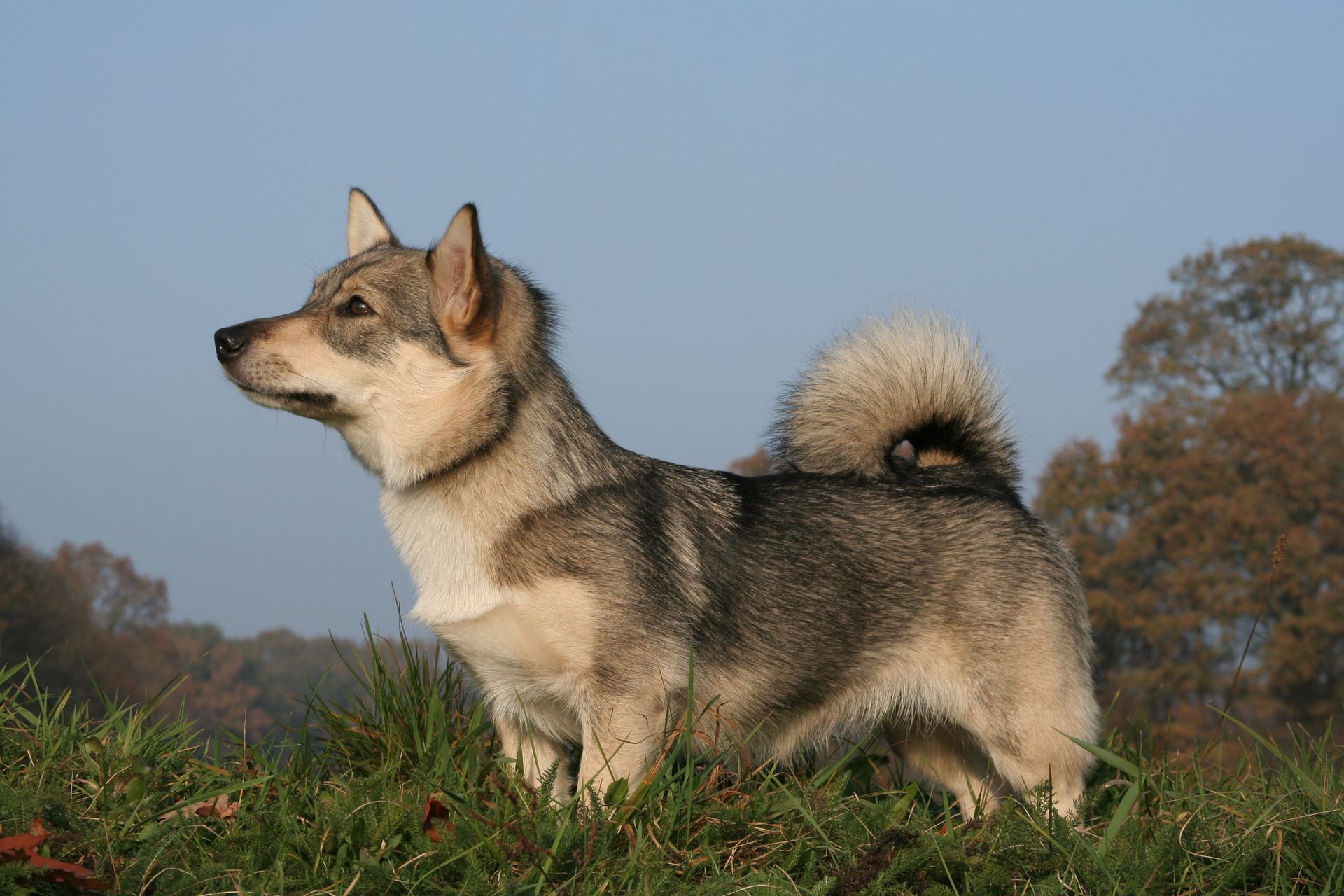 Västgötaspets, Zweedse valhond, Swedish Vallhund, Curragh's kennel