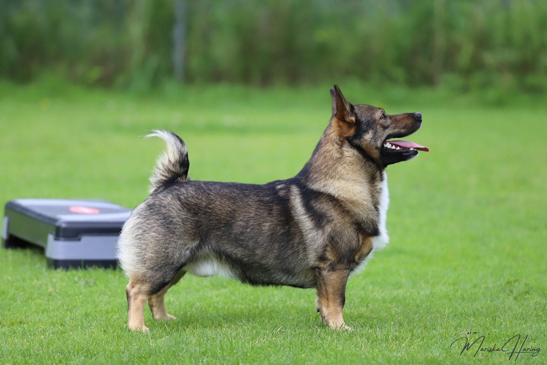 Västgötaspets, Zweedse herder, Swedish Vallhund