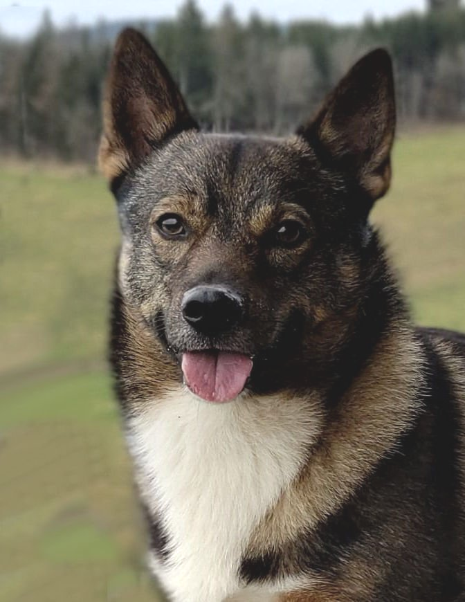 Breit-Bumling Västgötaspets, Zweedse herder, Swedish Vallhund