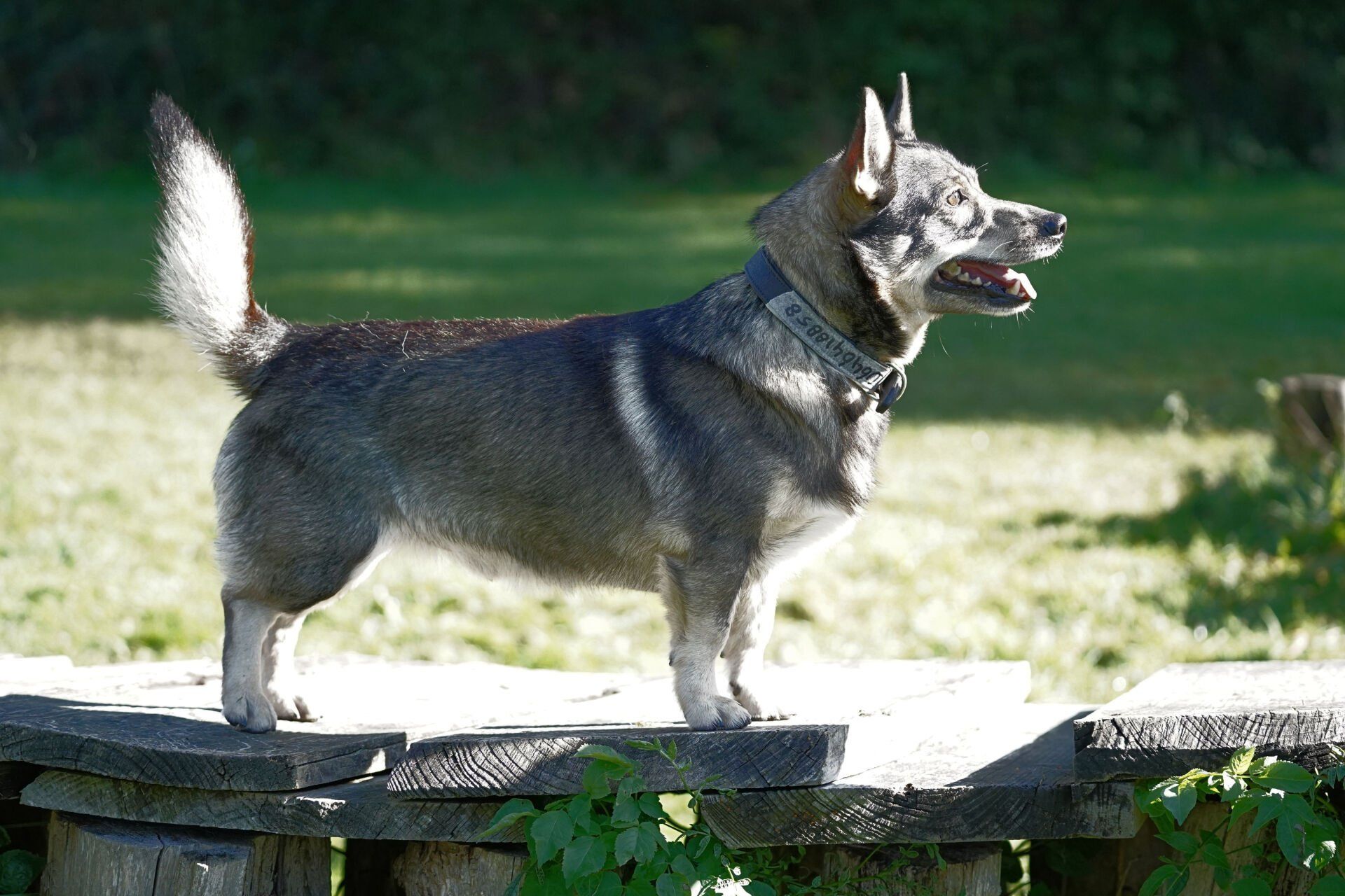 Västgötaspets, Zweedse herder, Swedish Vallhund