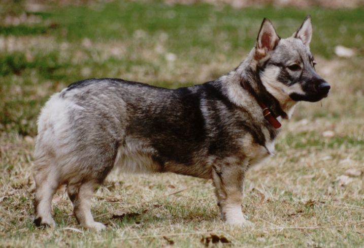 Curragh's Dan Star Aludra Västgötaspets, Zweedse herder, Swedish Vallhund