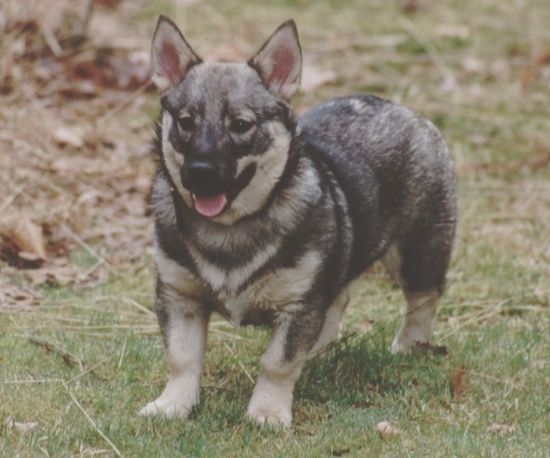 Curragh's Dawn STar Aludra Västgötaspets, Zweedse herder, Swedish Vallhund