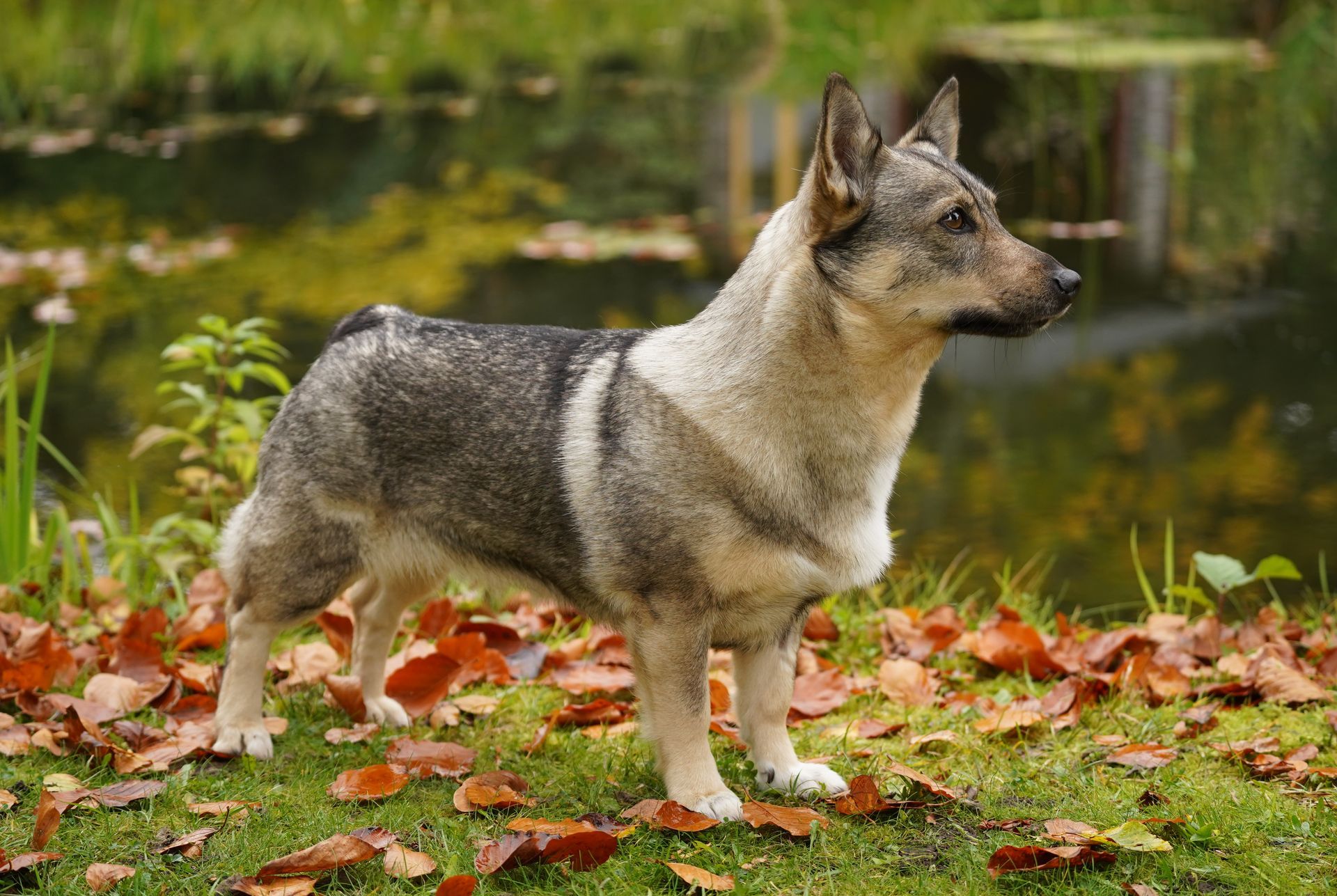 Västgötaspets, Swedish Vallhund, Zweedse Valhond, Zweedse herder, Curragh's kennel