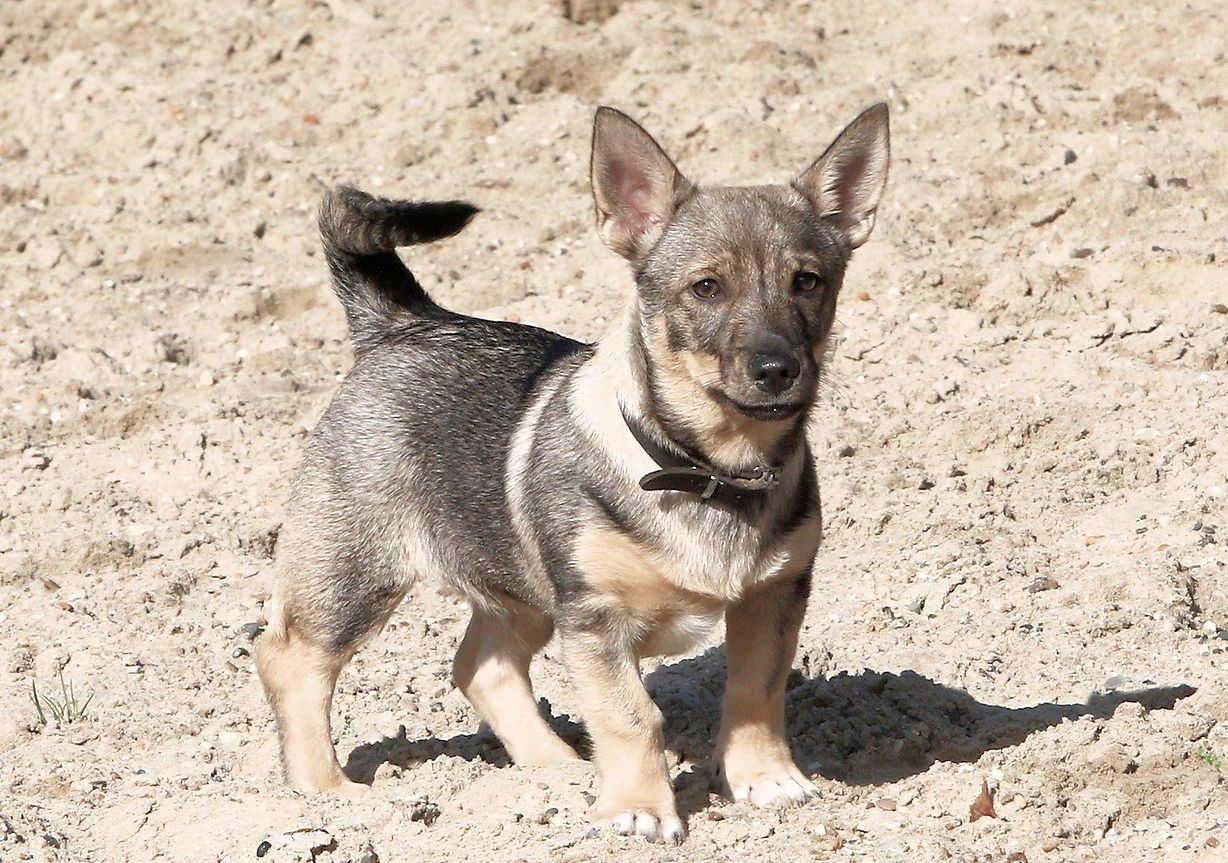 Västgötaspets, Zweedse herder, Swedish Vallhund