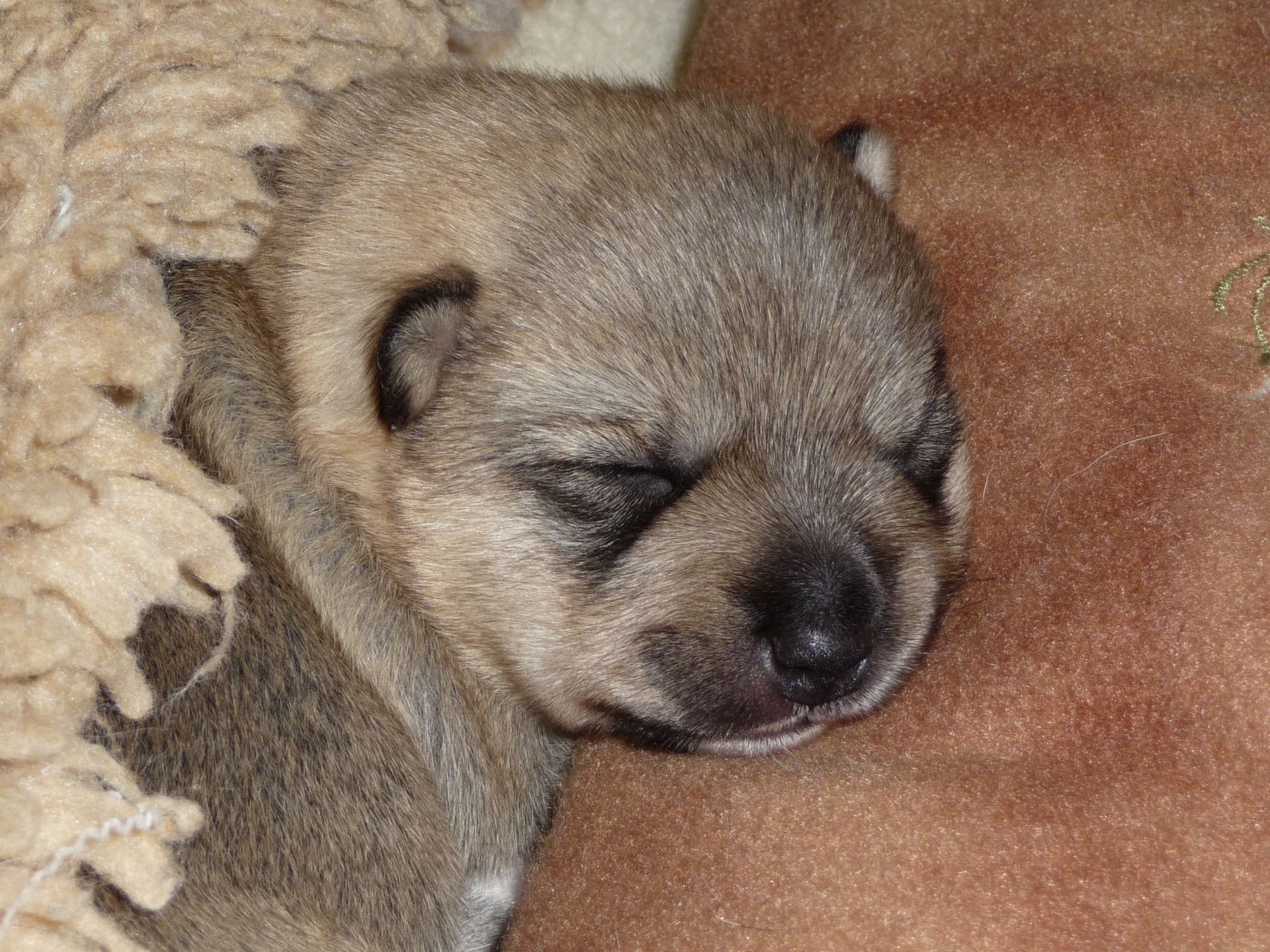 Västgötaspets. Zweedse herder, Swedish Vallhund