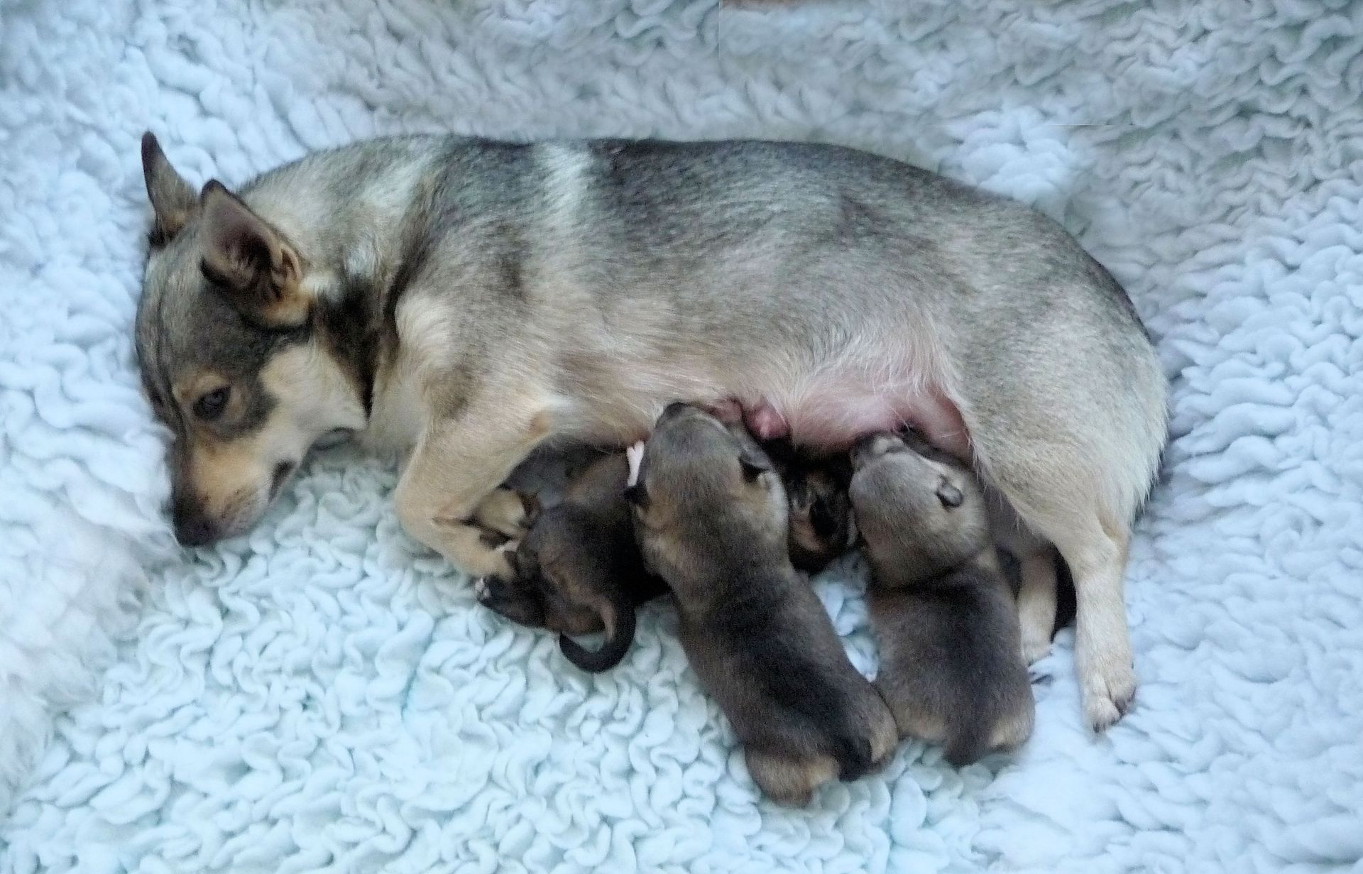 Curragh's L nest Västgötaspets, Zweedse herder, Swedish Vallhund