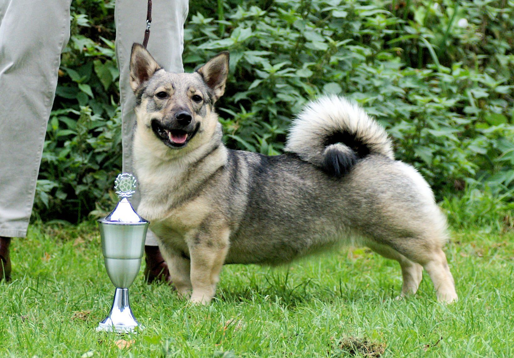 BOS Kees & Poolhonden 2009 Västgötaspets, Zweedse herder, Swedish Vallhund