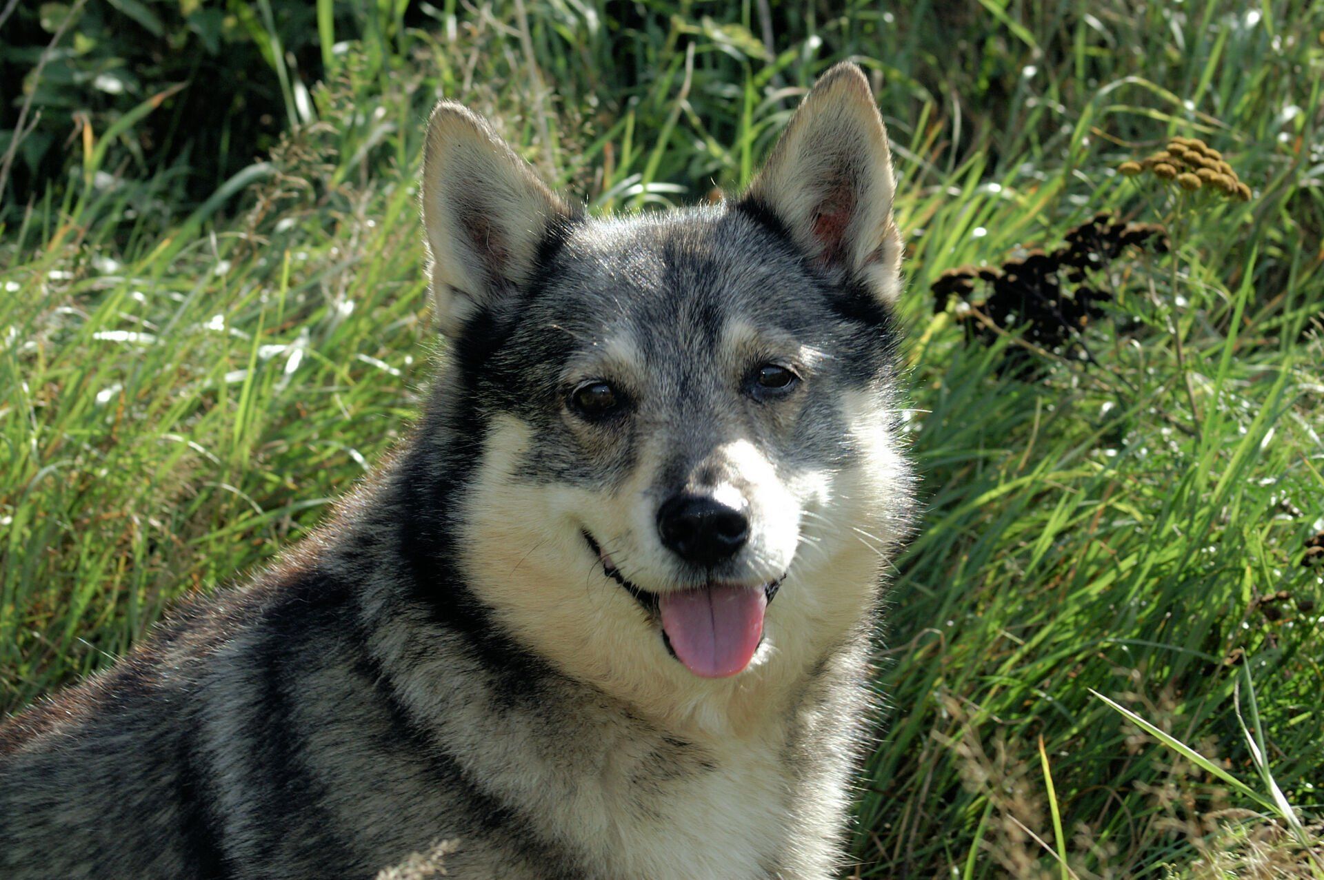 Västgötaspets, Zweedse herder, Swedish Vallhund