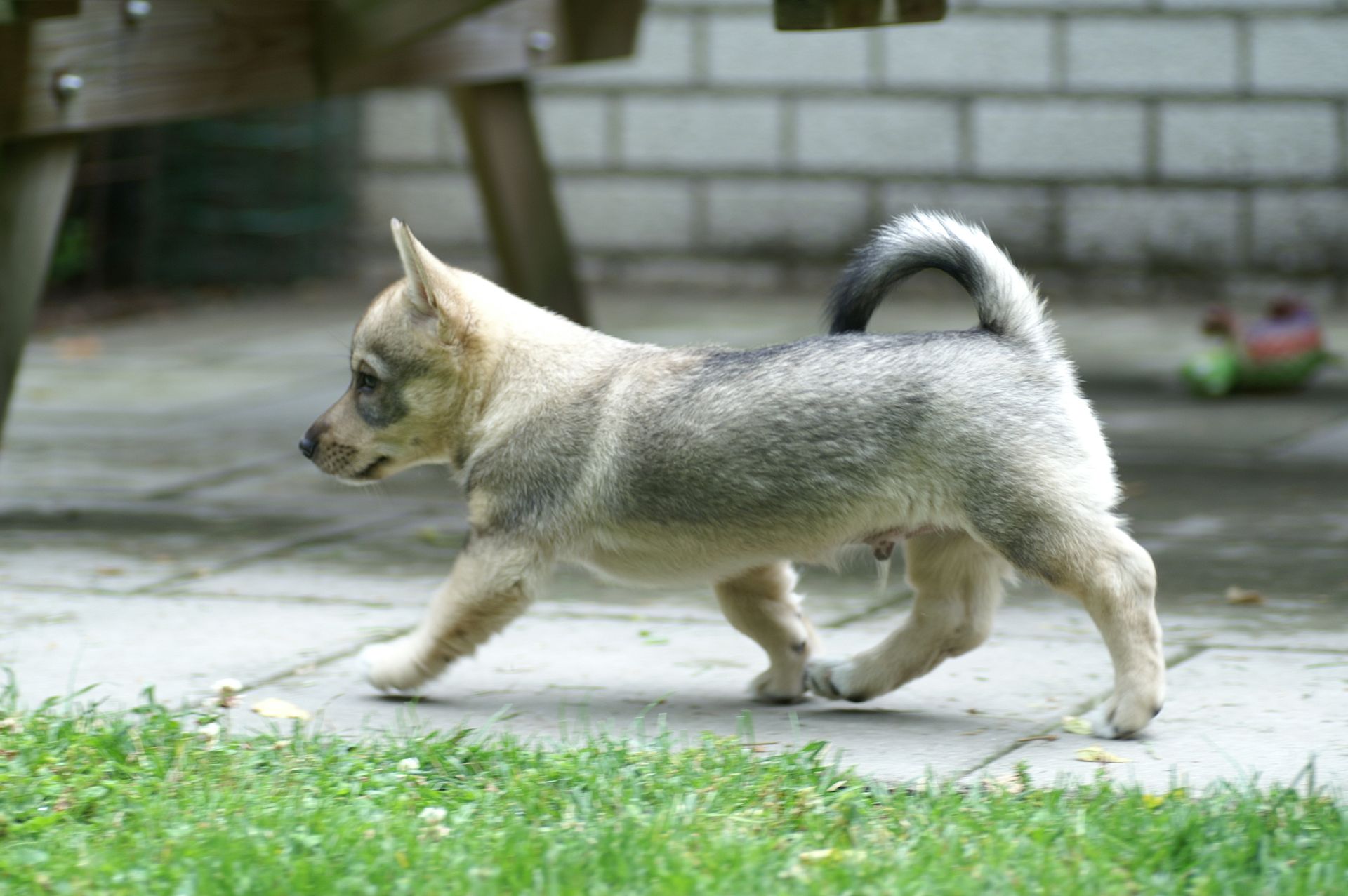 Västgötaspets. Zweedse herder, Swedish Vallhund