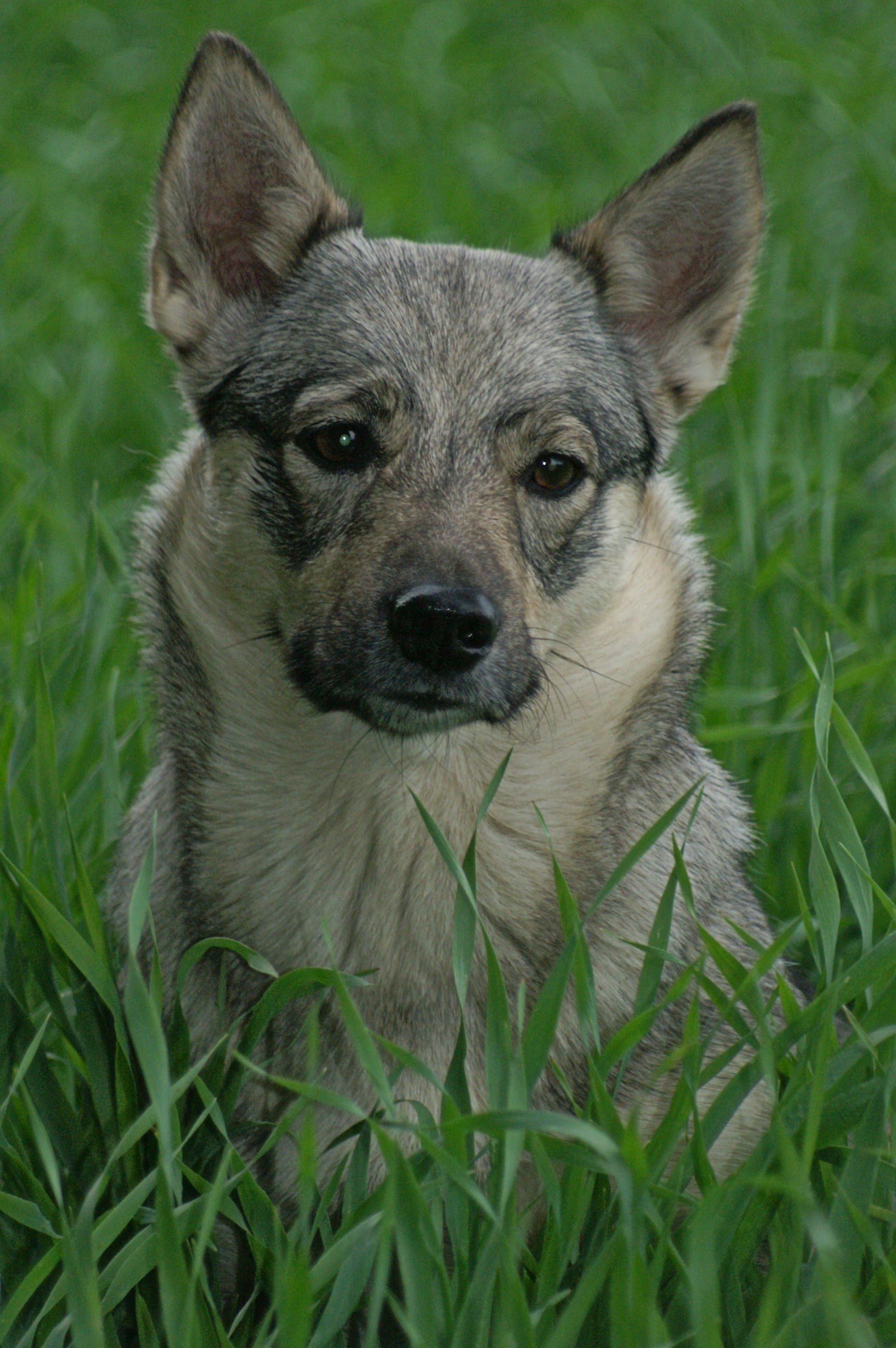 Curragh's Dazzling Star Procyon Västgötaspets, Swedish Vallhund, Zweedse herder