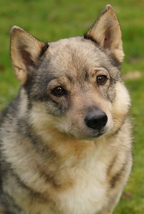 Curragh's Esir Folkvang Västgötaspets, Swedish Vallhund, Zweedse herder, Curragh's kennel