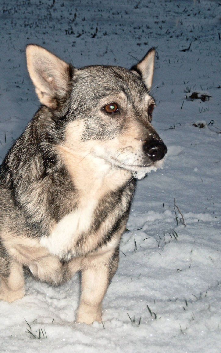 Cygnus Melanocory v.d. Zwanensteeg Västgötaspets, Zweedse herder, Swedish Vallhund