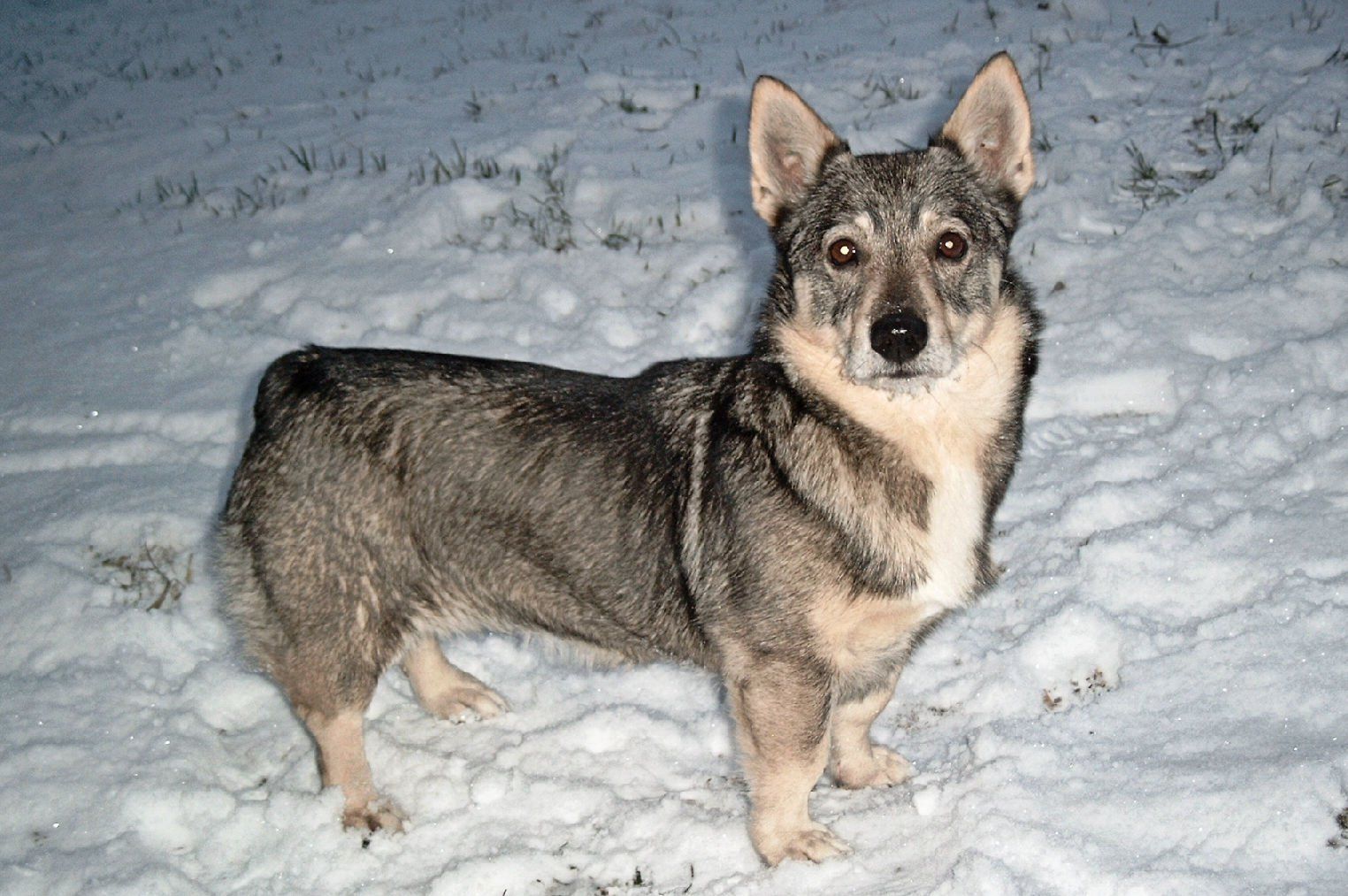 Cygnus Melanocory v.d. Zwanensteeg Västgötaspets, Zweedse herder, Swedish Vallhund