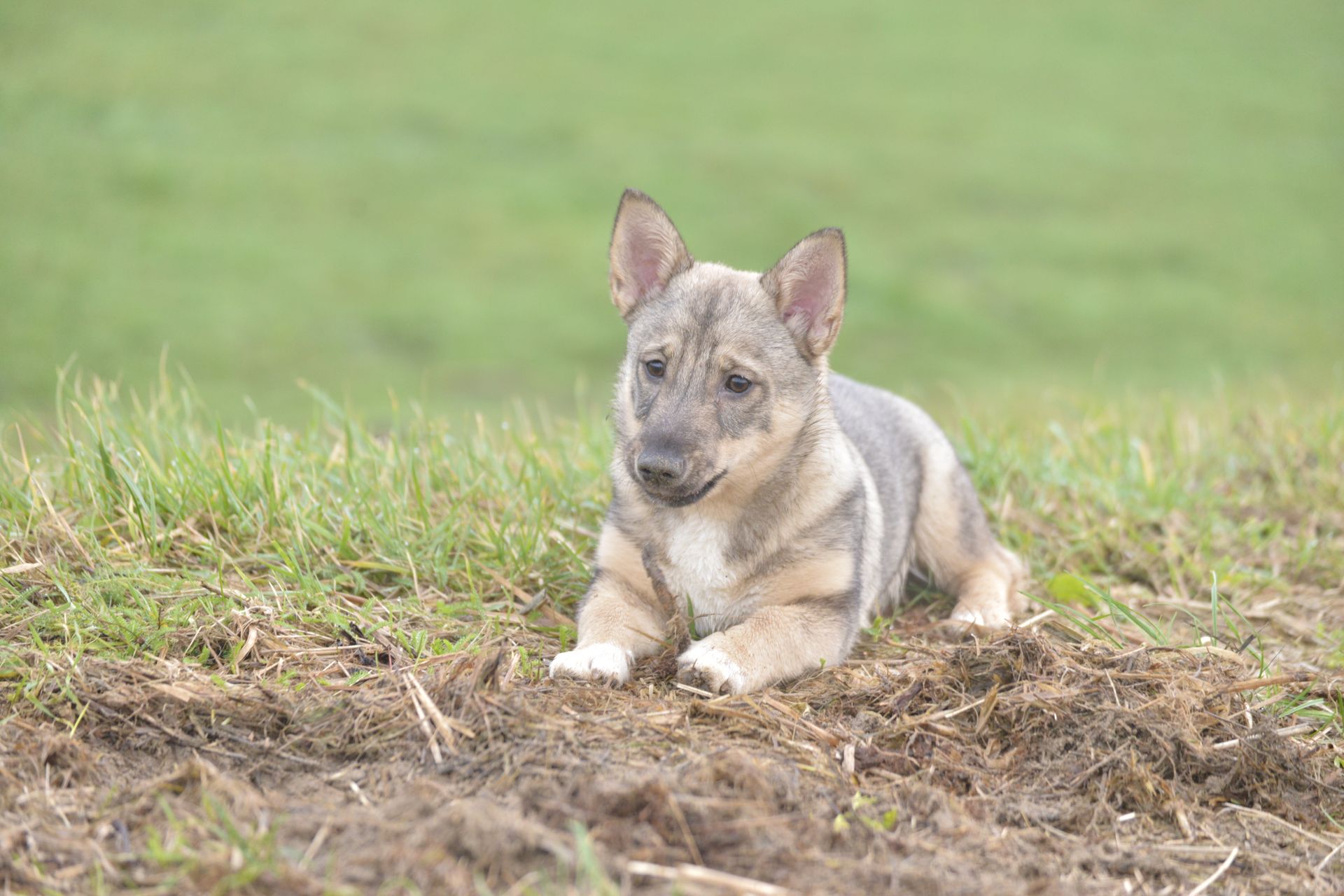 Västgötaspets, Zweedse herder, Swedish Vallhund