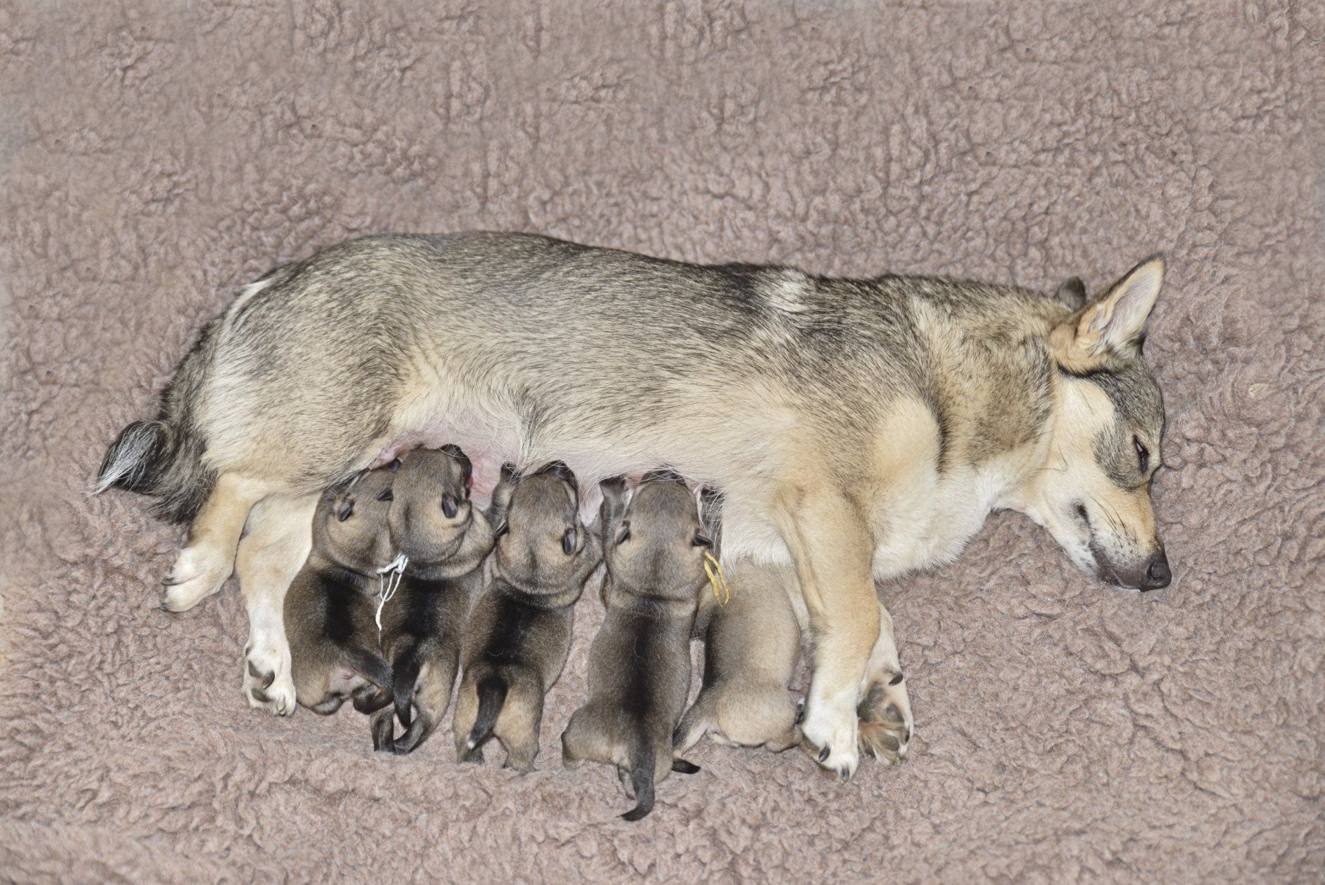 Västgötaspets, Zweedse herder, Swedish Vallhund