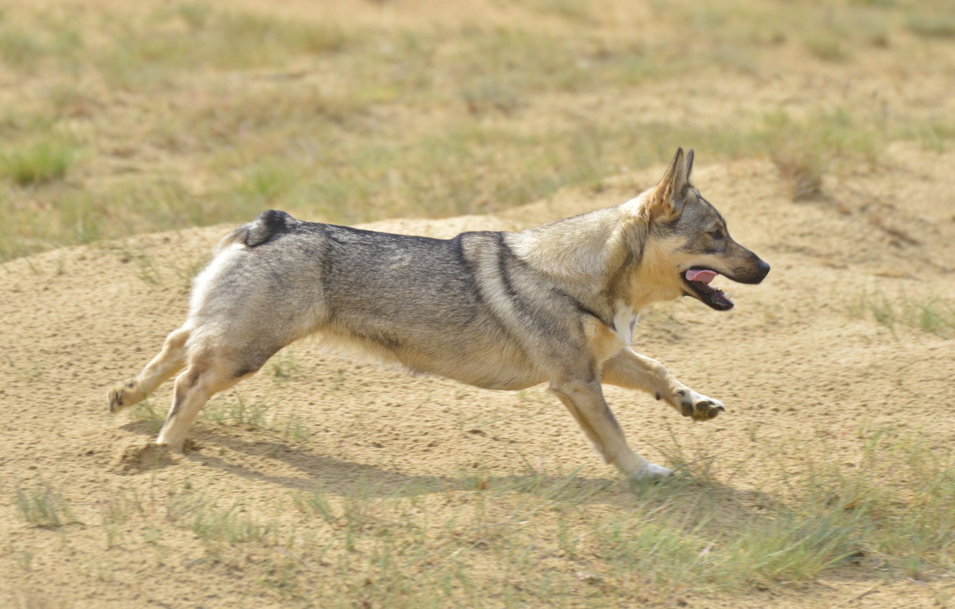 Västgötaspets, Zweedse herder,m Swedish Vallhund