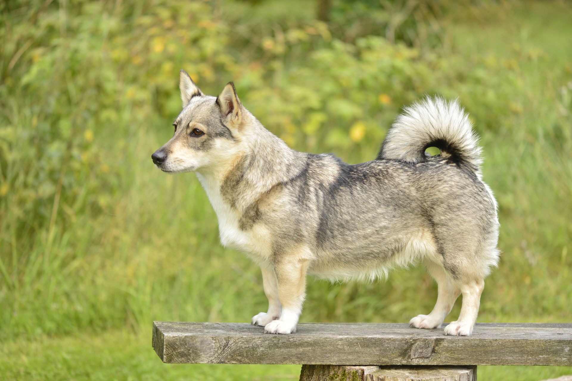 Västgötaspets, Zweedse valhond, Swedish Vallhund, Curragh's kennel