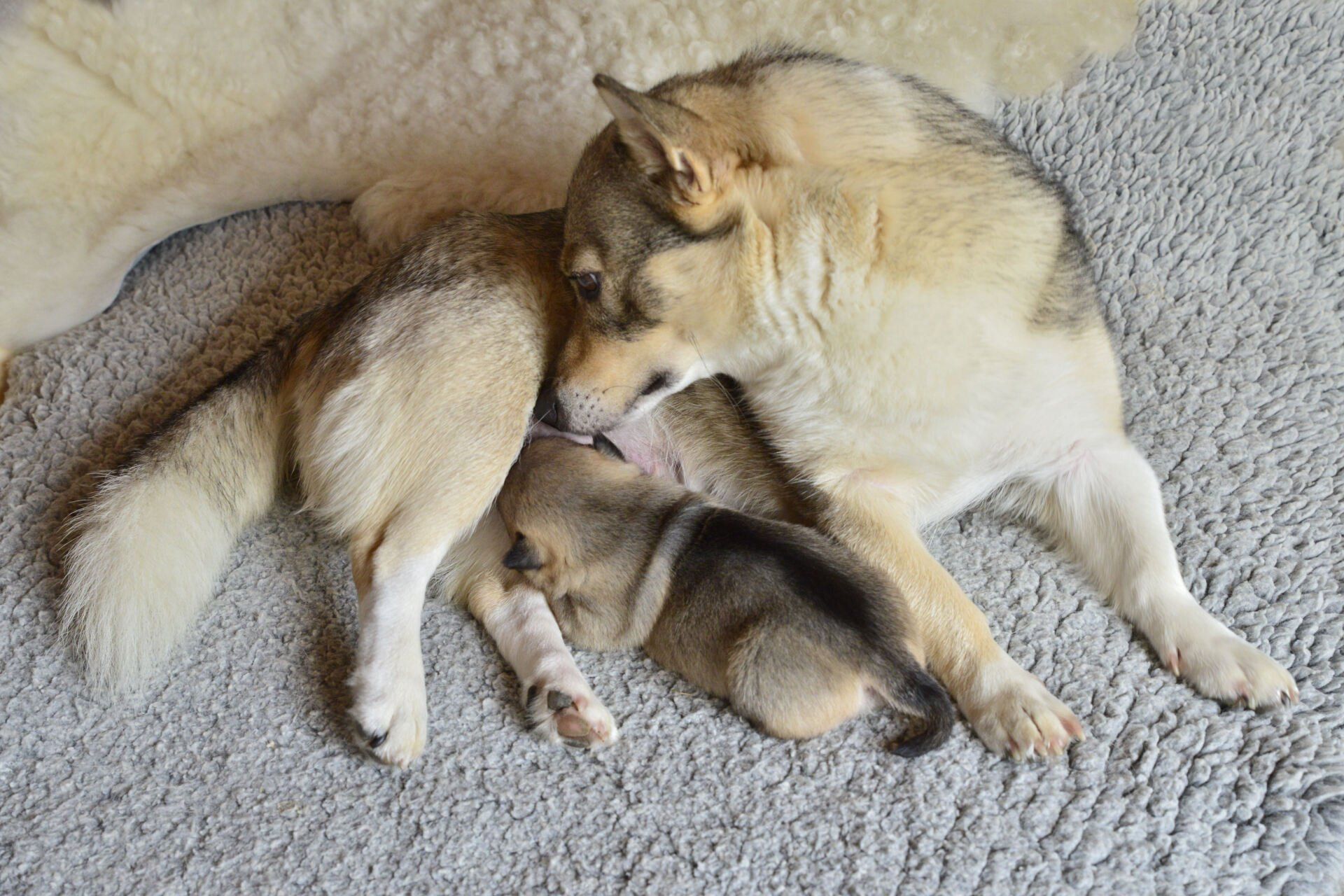 Västgötaspets, Zweedse herder, Swedish Vallhund