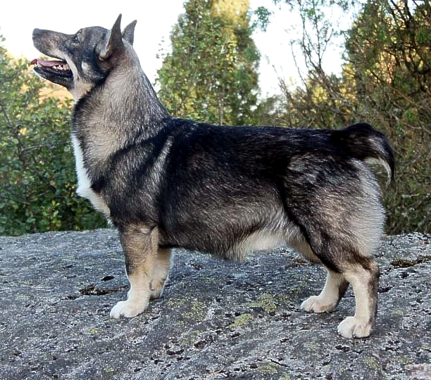 Tasstrampets Allerte Arvid Västgötaspets, Zweedse herder, Swedish Vallhund