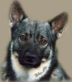 Västgötaspets, Zweedse herder, Swedish Vallhund